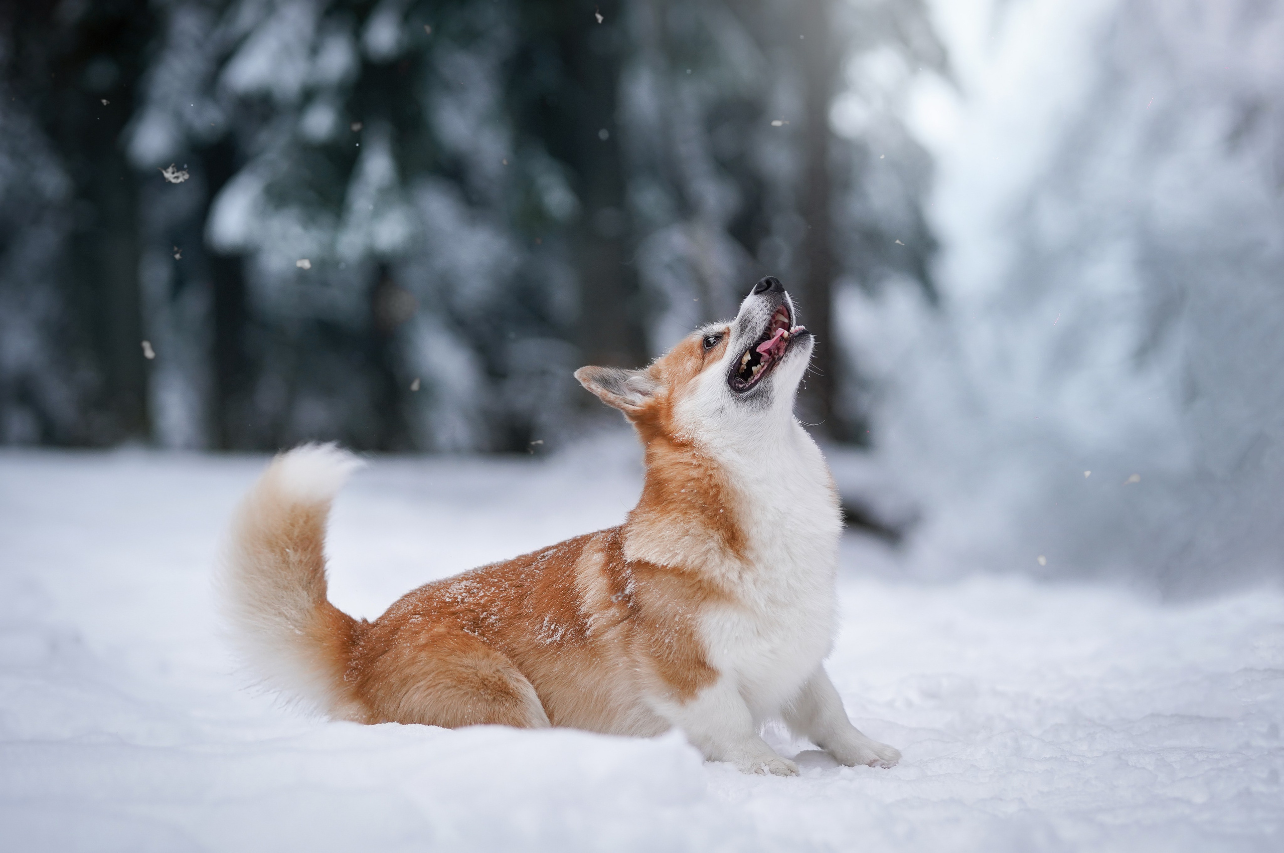 Катя Рокки и Честер. Фотограф-анималист в Санкт-Петербурге Яна Мартынова