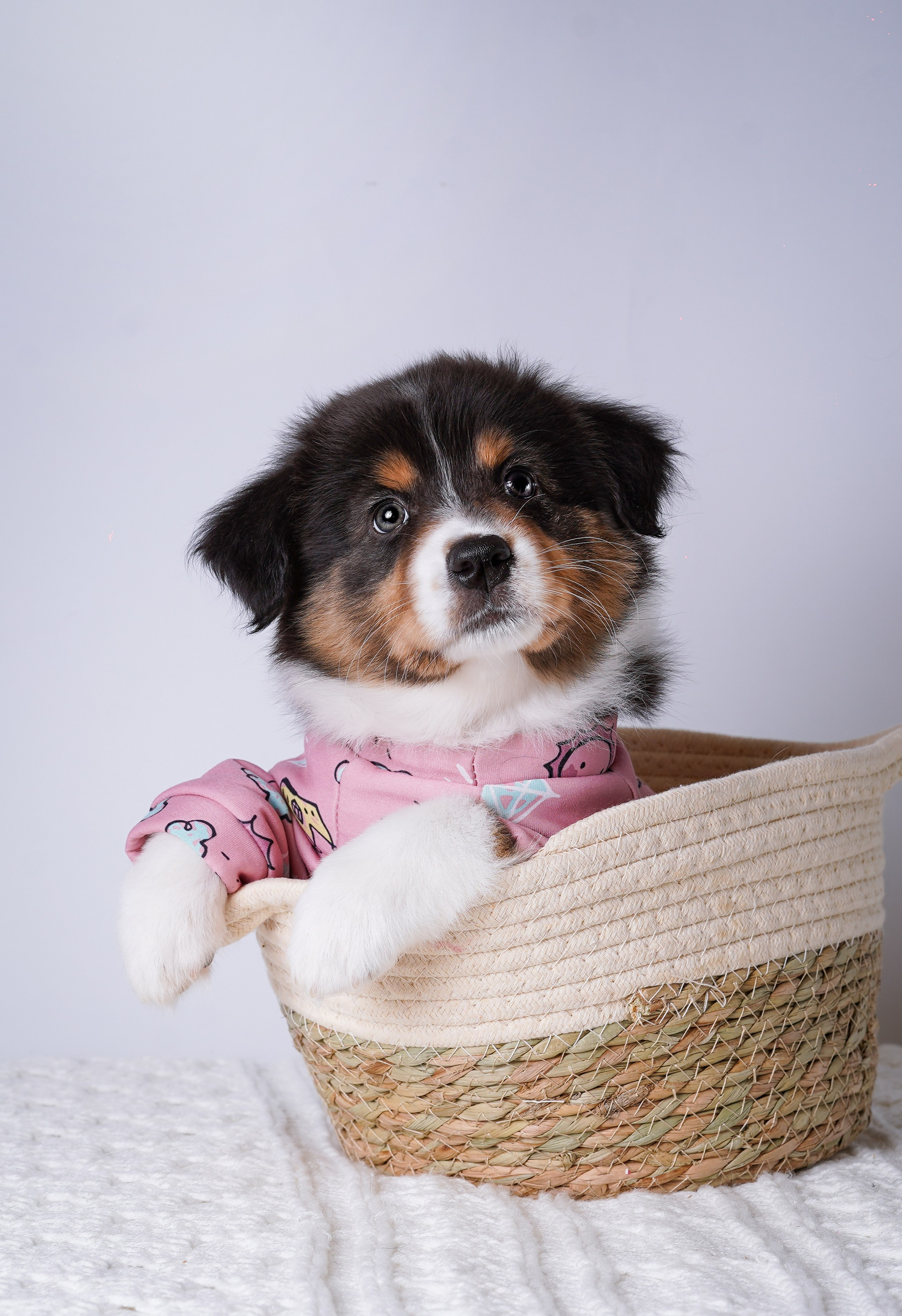 Щенки аусси. Фотограф-анималист в Санкт-Петербурге Яна Мартынова