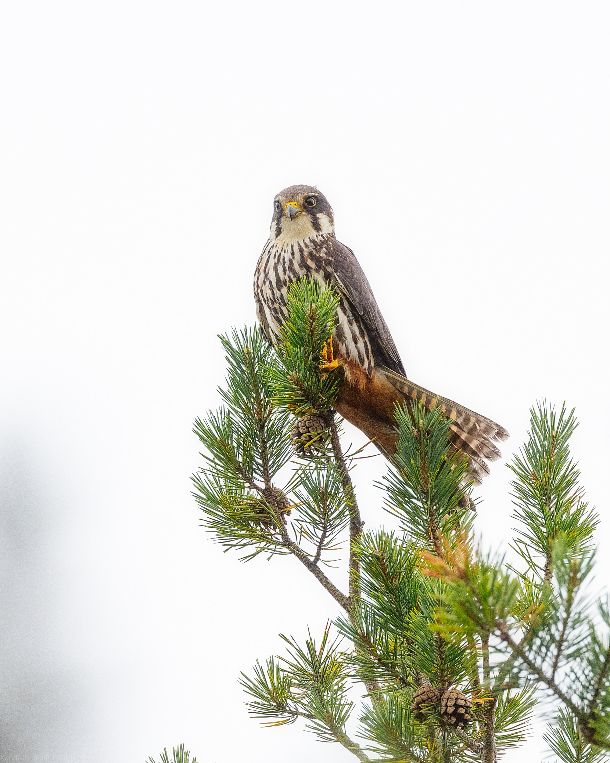 Чеглок. Архитектурный и пейзажный фотограф Кондратенко Руслан, Санкт-Петербург