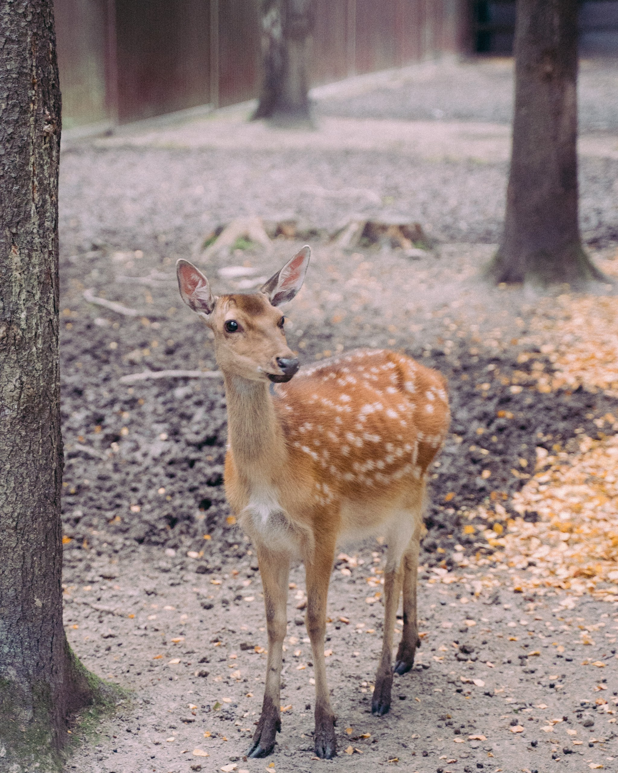 Bunny, bambi and ducks. Фотограф Серафим Крюков