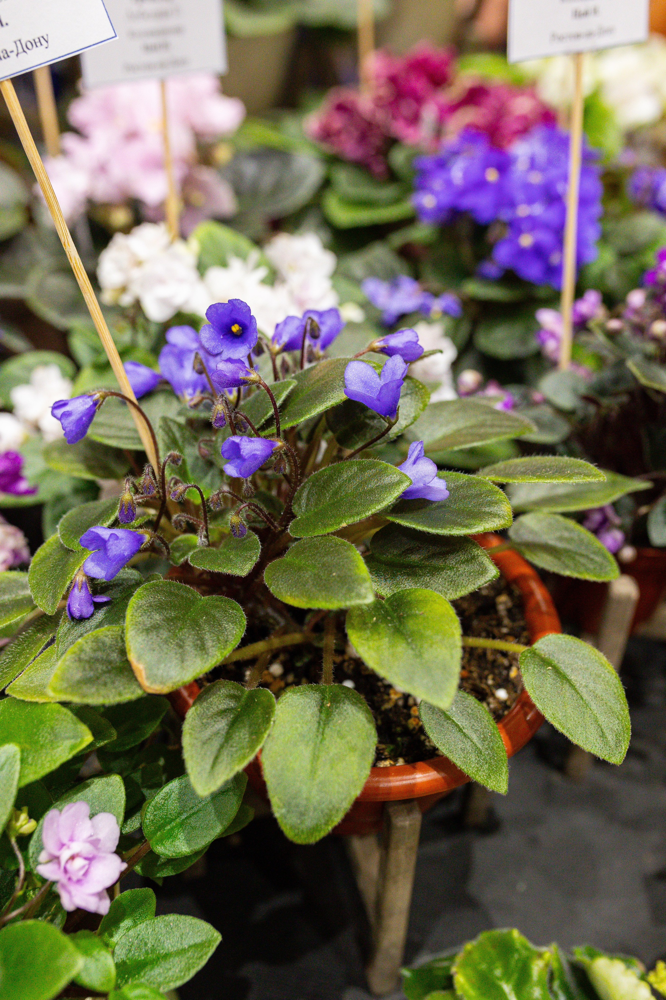 Монстериум 11–12 октября. Александра Куликова фотограф, Москва