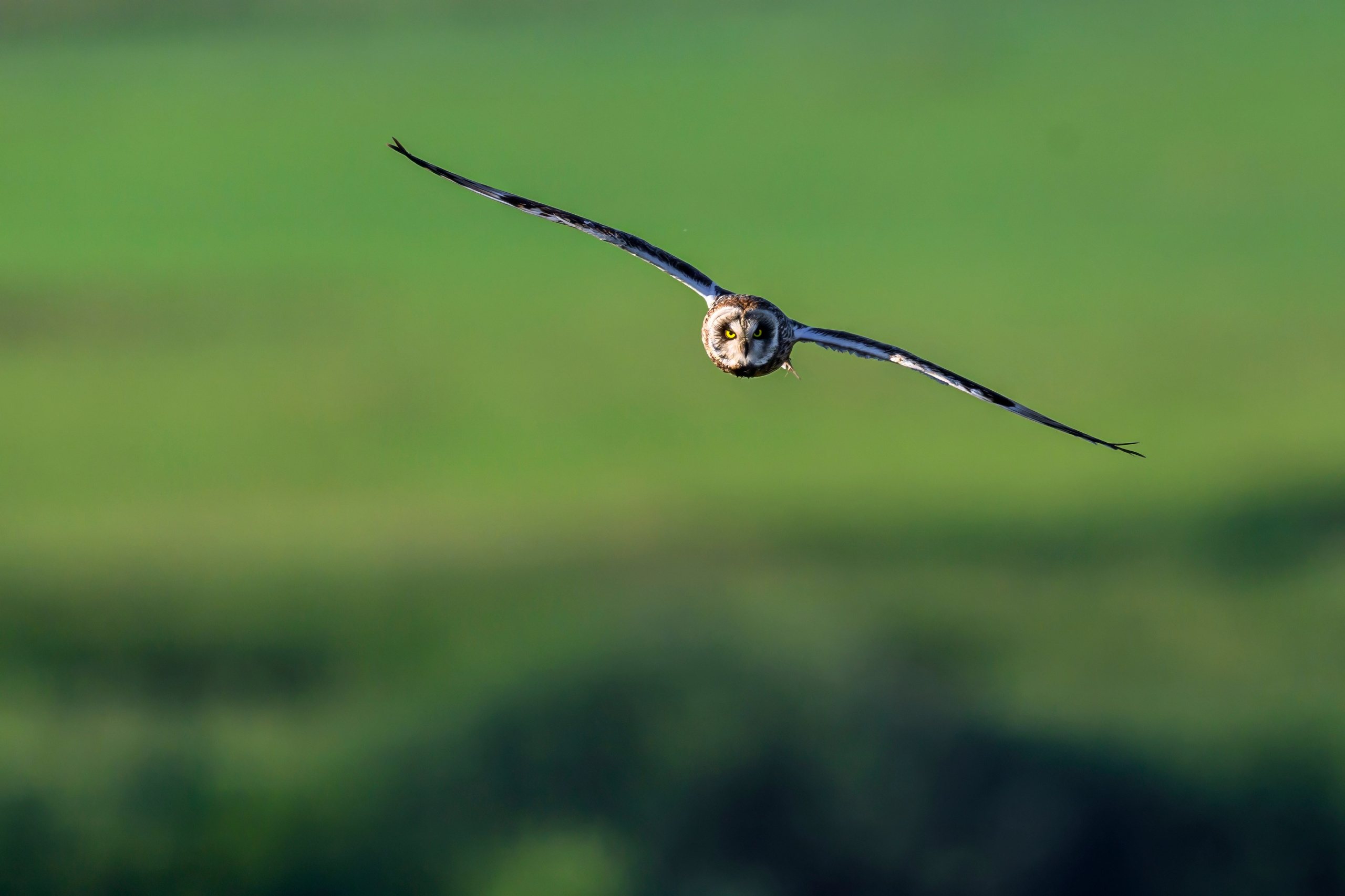 Охота совы. Фотограф Сергей Пупонин