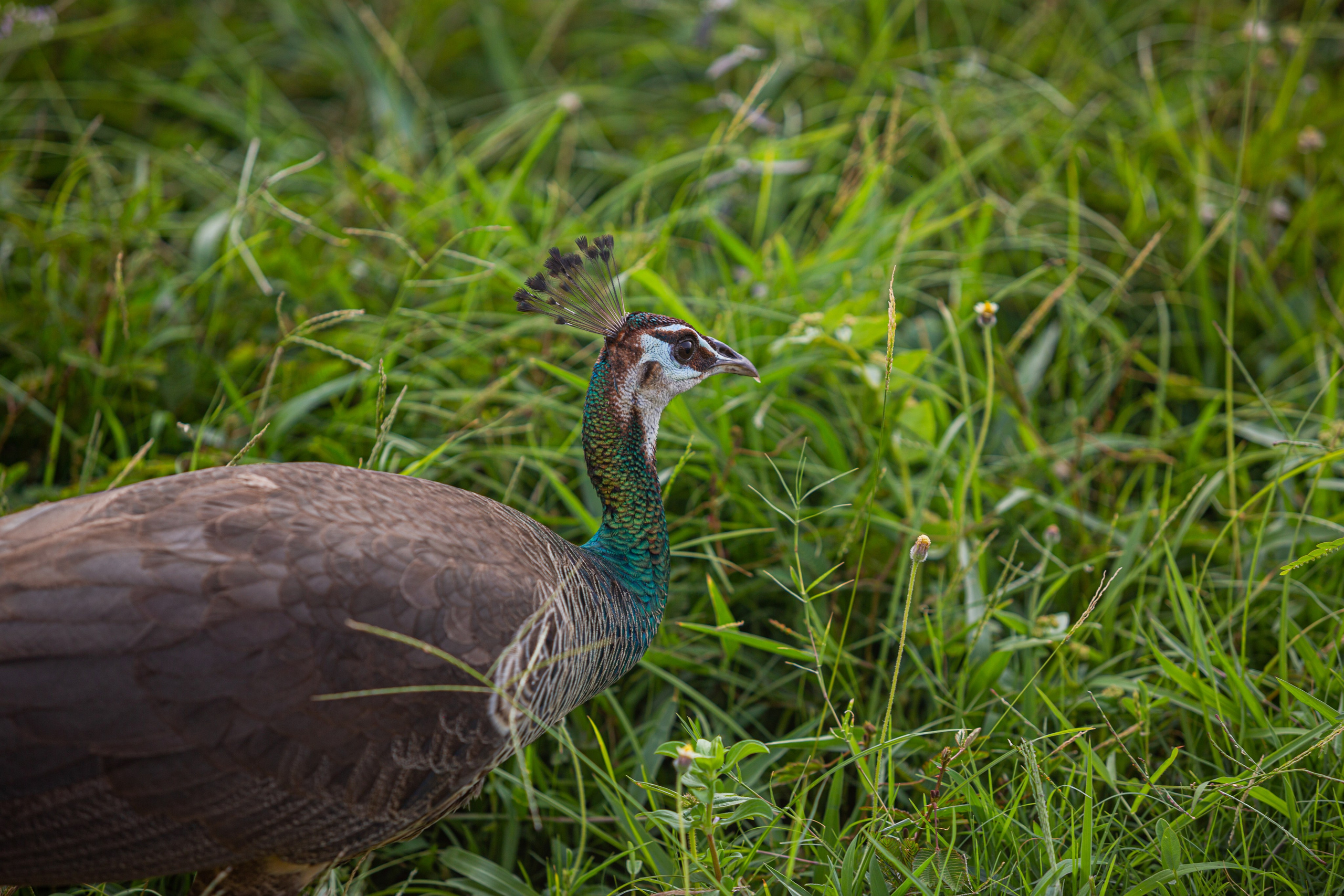 Galle. Фотограф Сонкина Татьяна