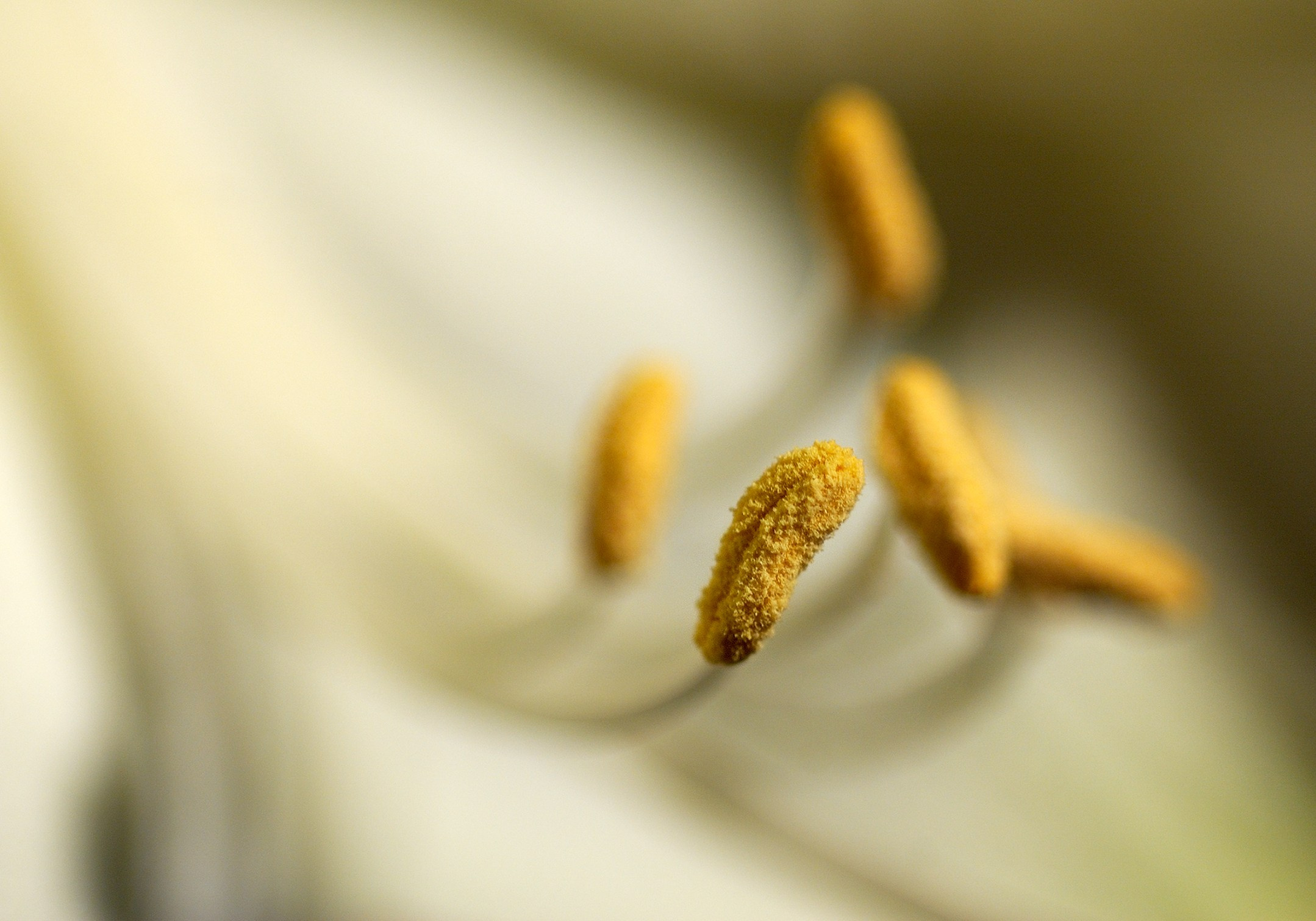Весна. Пейзажный и предметный фотограф в Санкт-Петербурге Александр Богданов