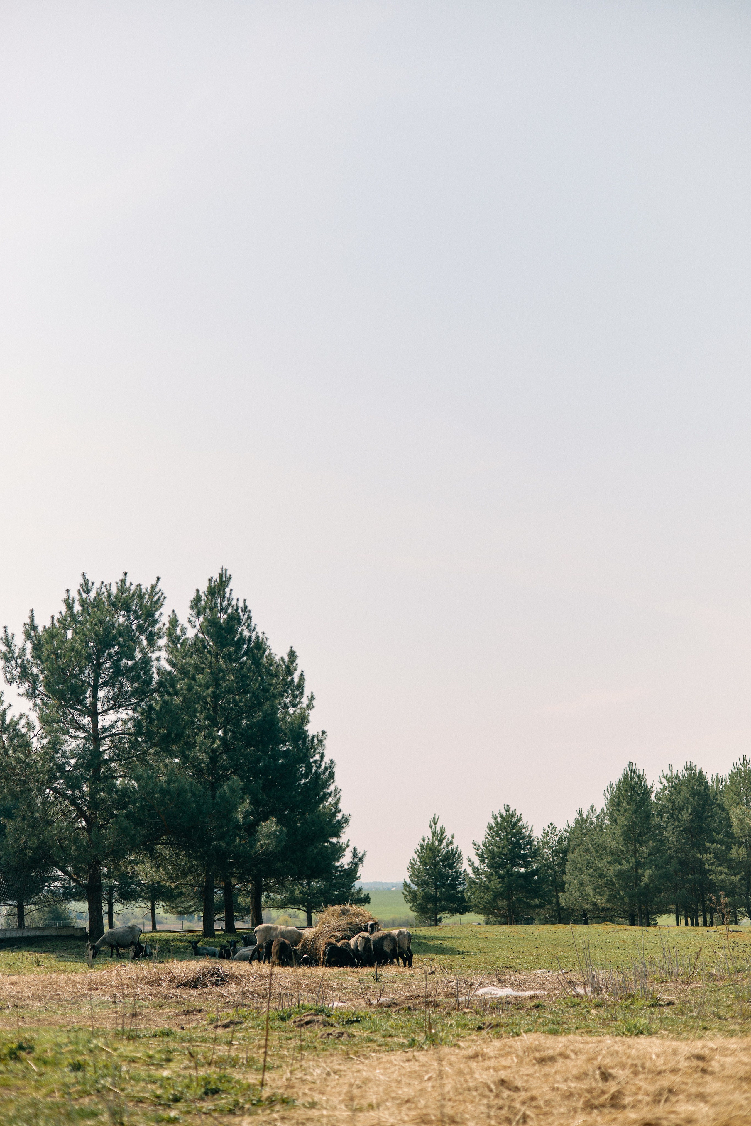 Бутик-отель Поле летом. Профессиональный Фотограф во Владимире, в Москве и в Суздале — Полина Романычева