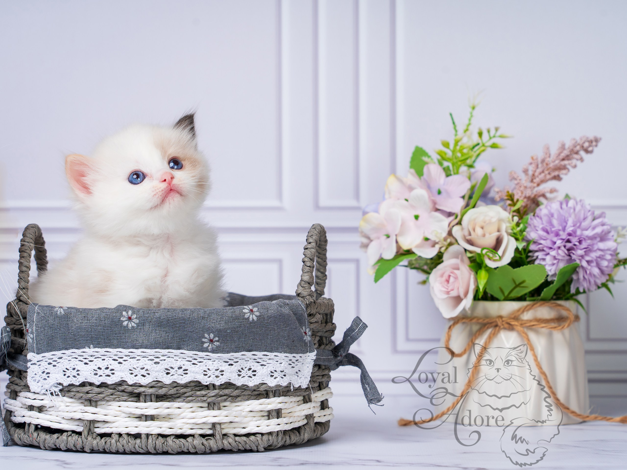 Котята рэгдолл от Loyal Adore. Питомник рэгдолл Loyal Adore