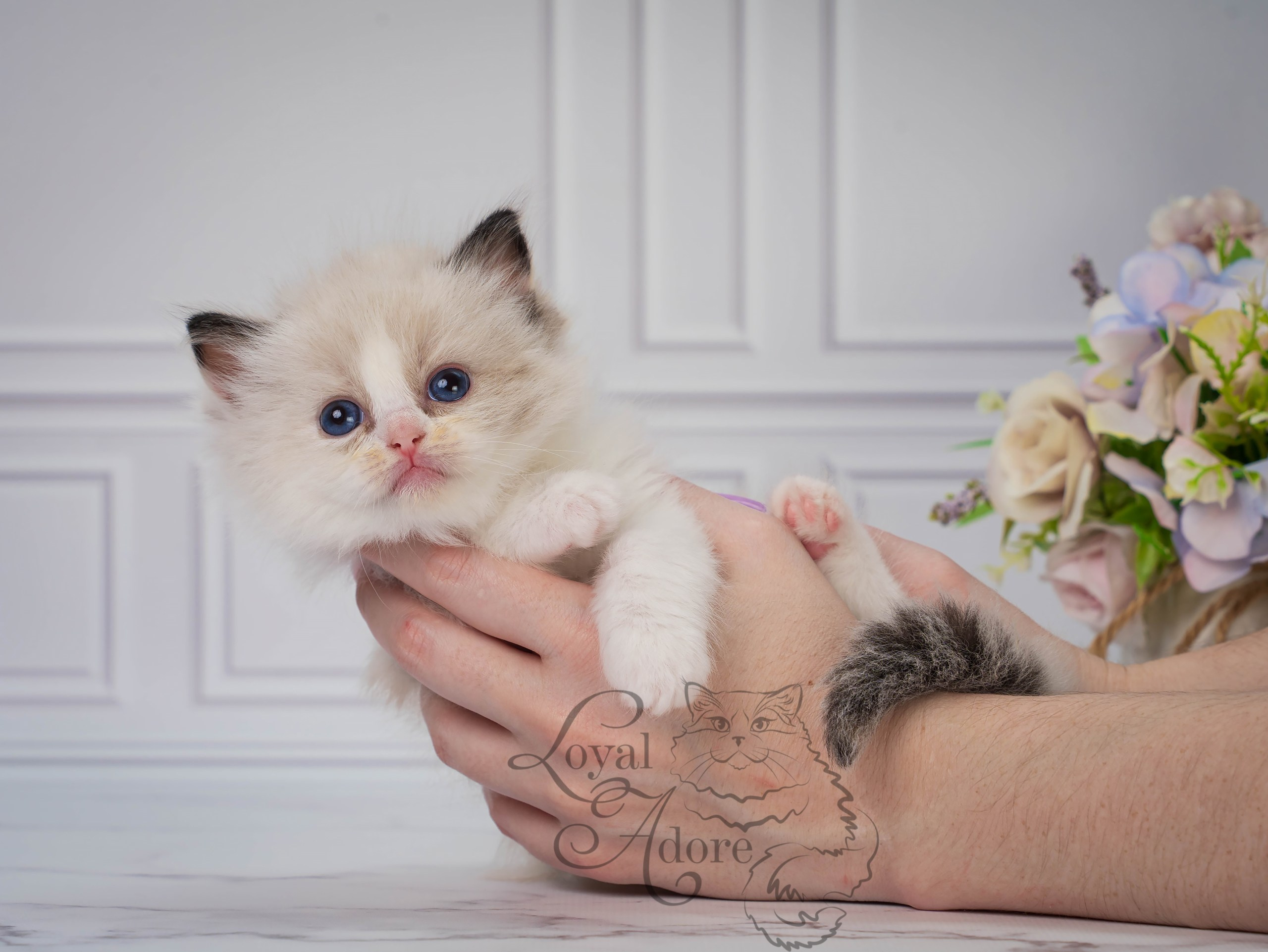 Все свободные котята. Питомник рэгдолл Loyal Adore