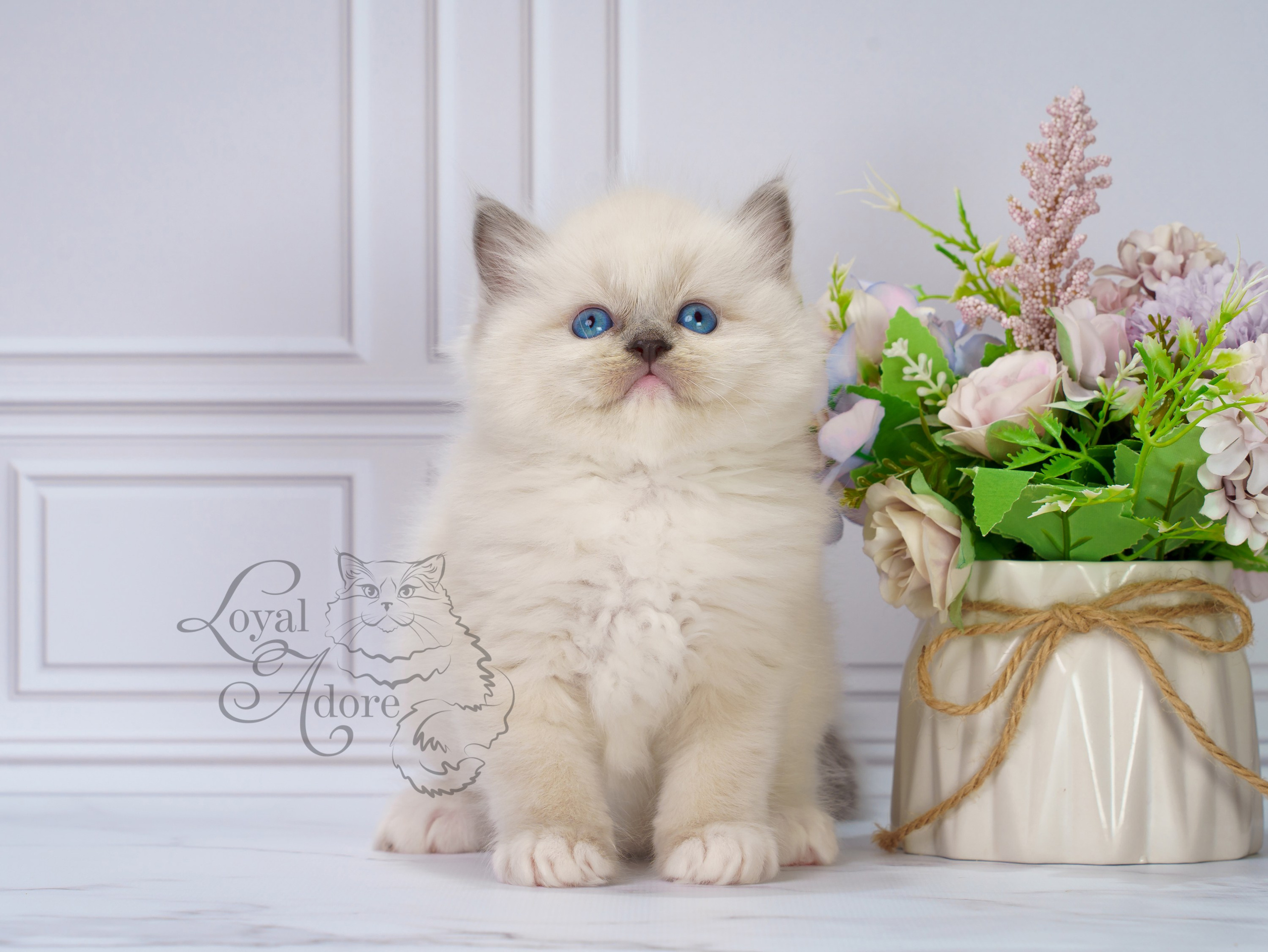 Котята рэгдолл от Loyal Adore. Питомник рэгдолл Loyal Adore