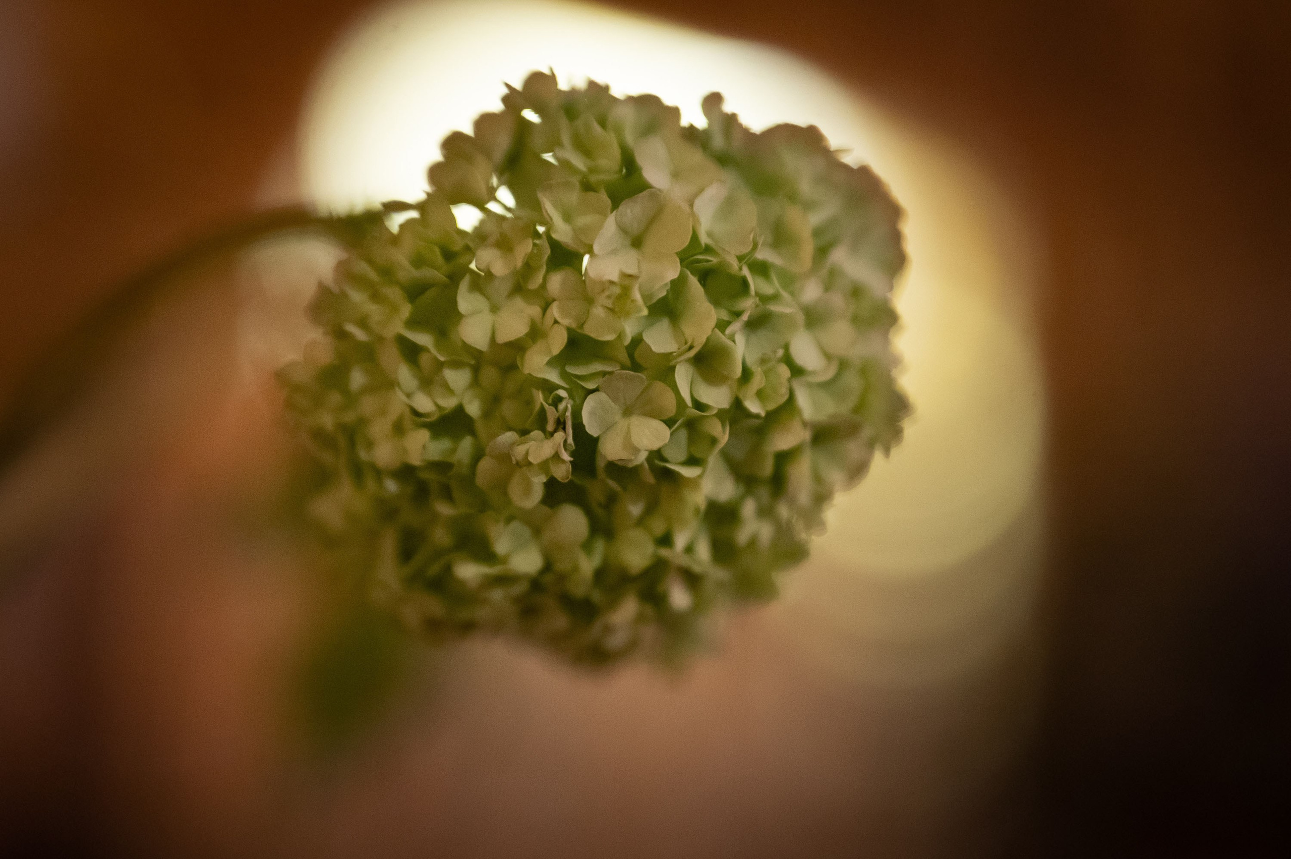 Храм Преображения Господня в Богородском. Цветы на Пасху. Антон и Татьяна Денисенко — В храме