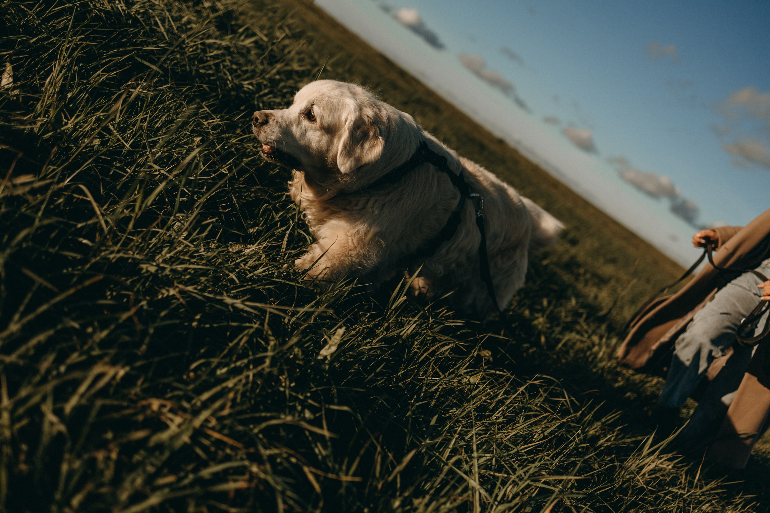 Лера и Скай. Фотограф — Анималист | Санкт-Петербург