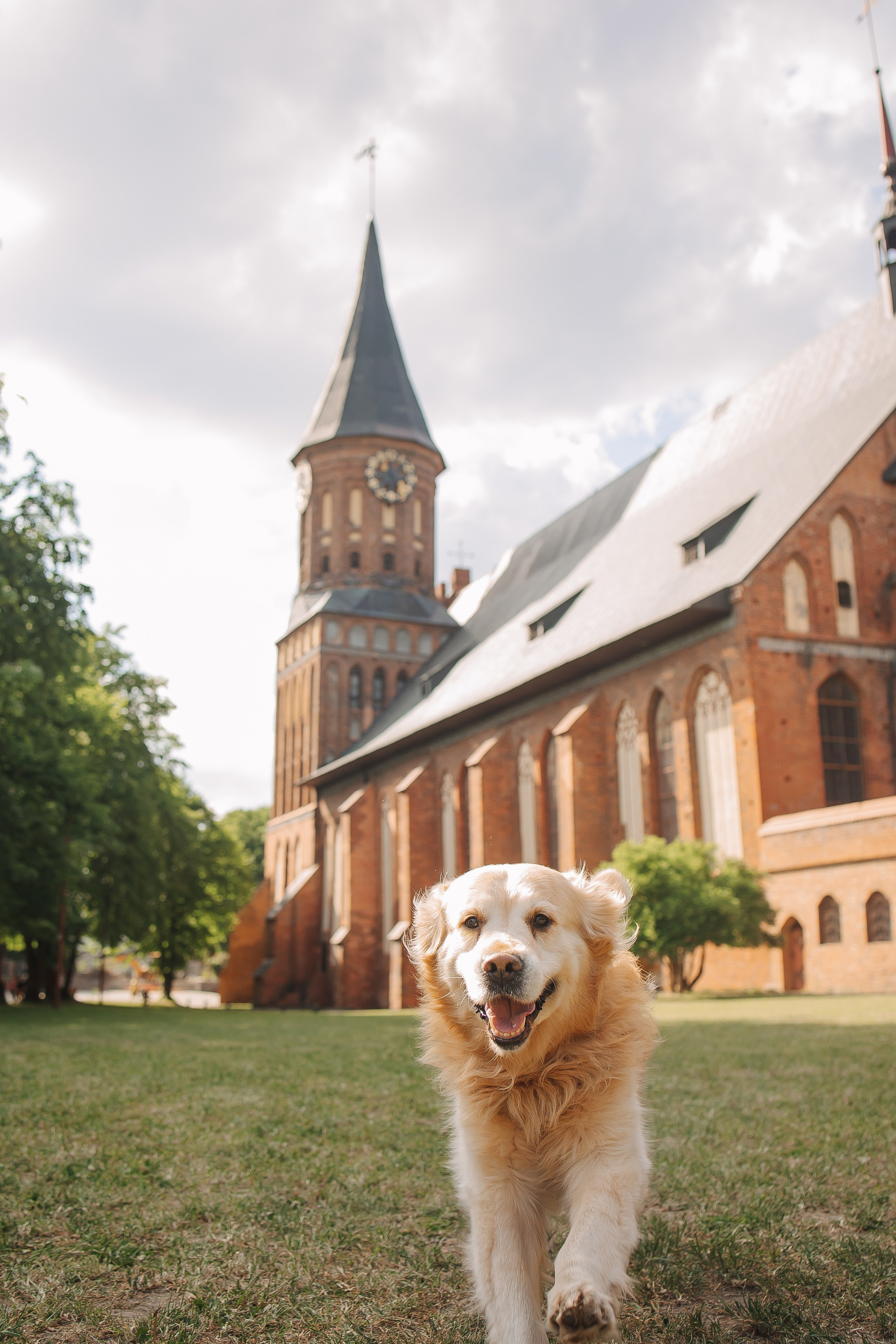 Золотистый ретривер Кант, Калининград. Свадебный и женский фотограф