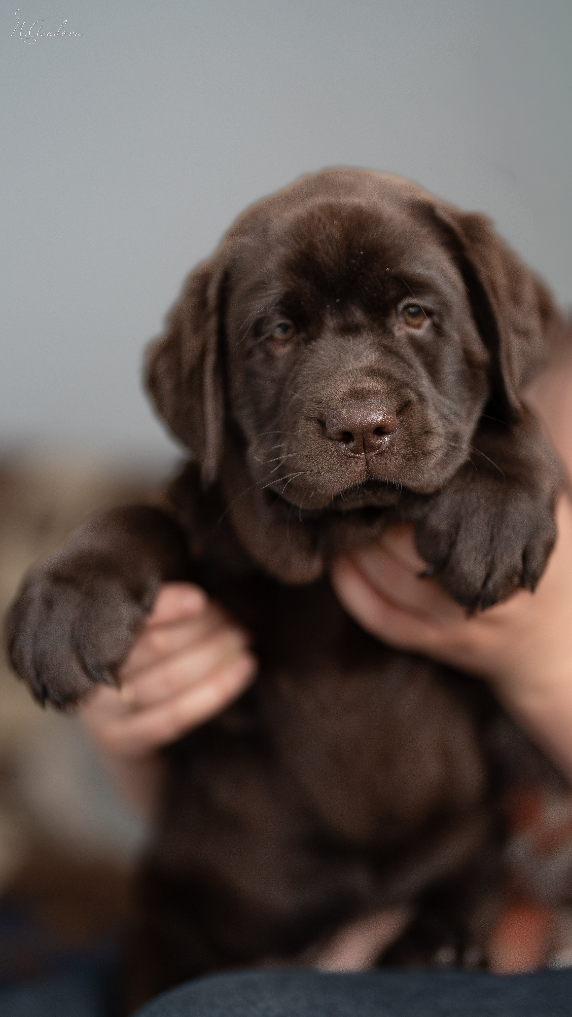 Лабрадор Тейла 2мес. Фотограф-анималист Асадова
