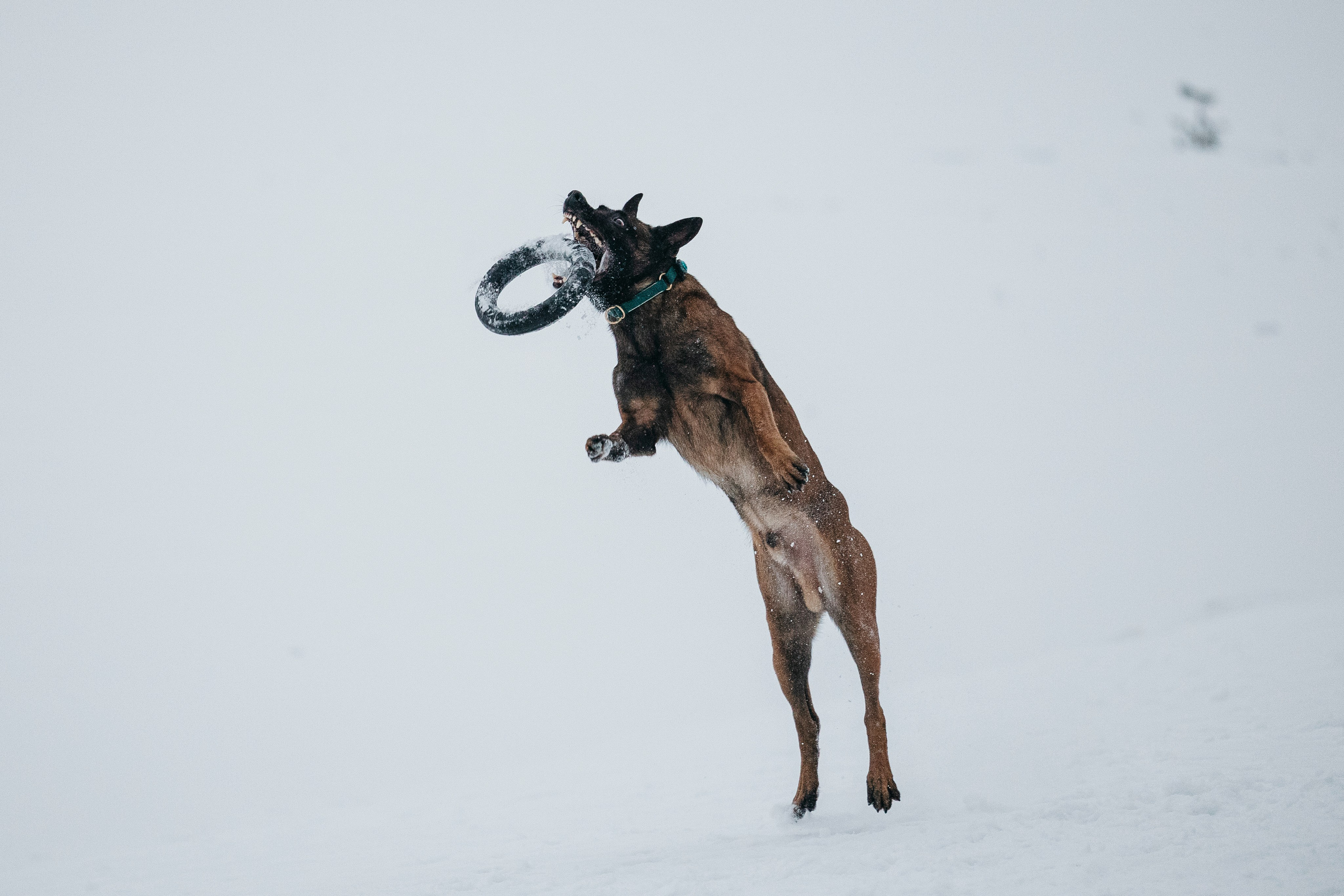 Карьер. Фотограф-анималист Анна Маринич