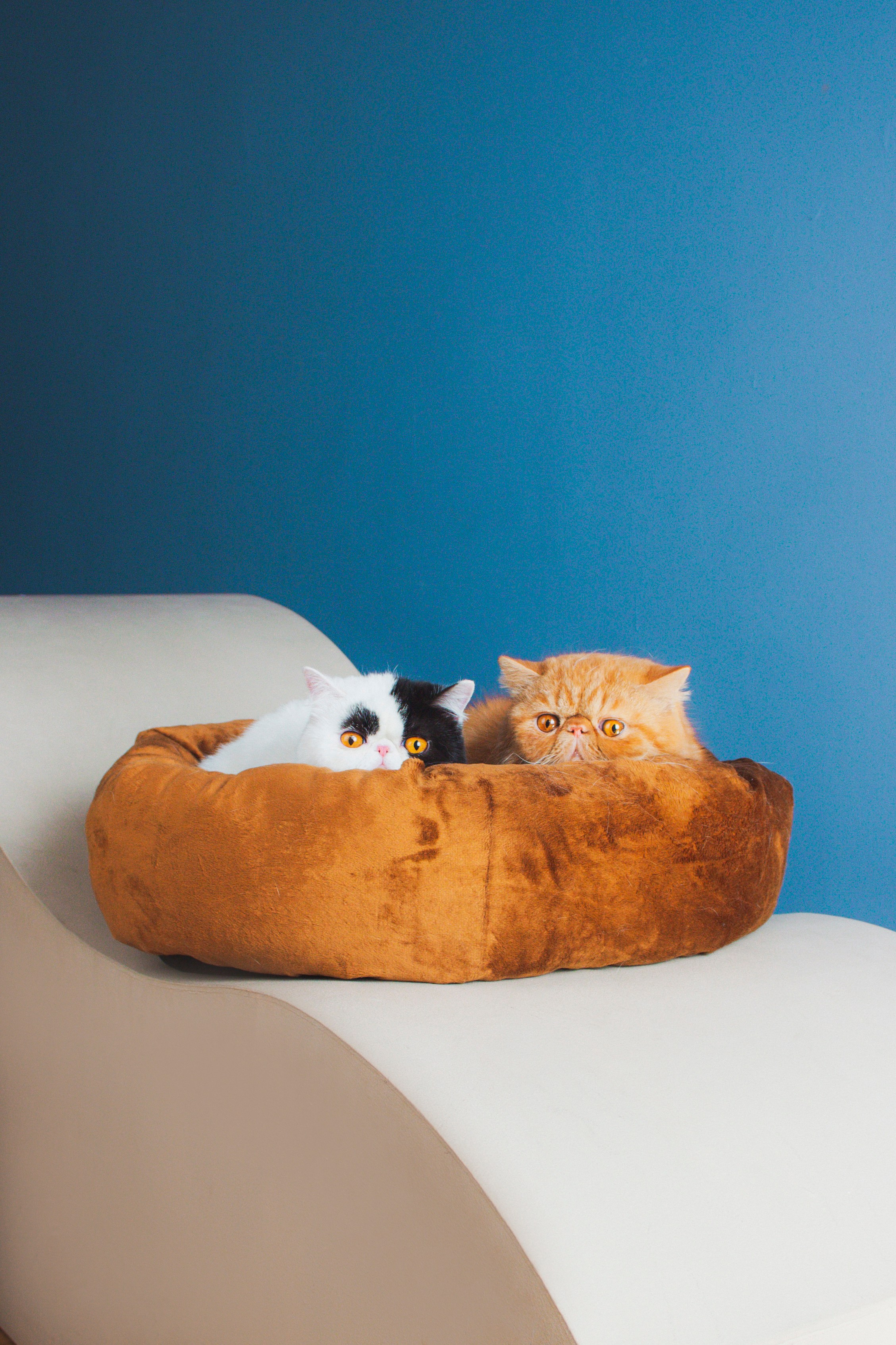 Работа с Tommy cat. Oksan_photo