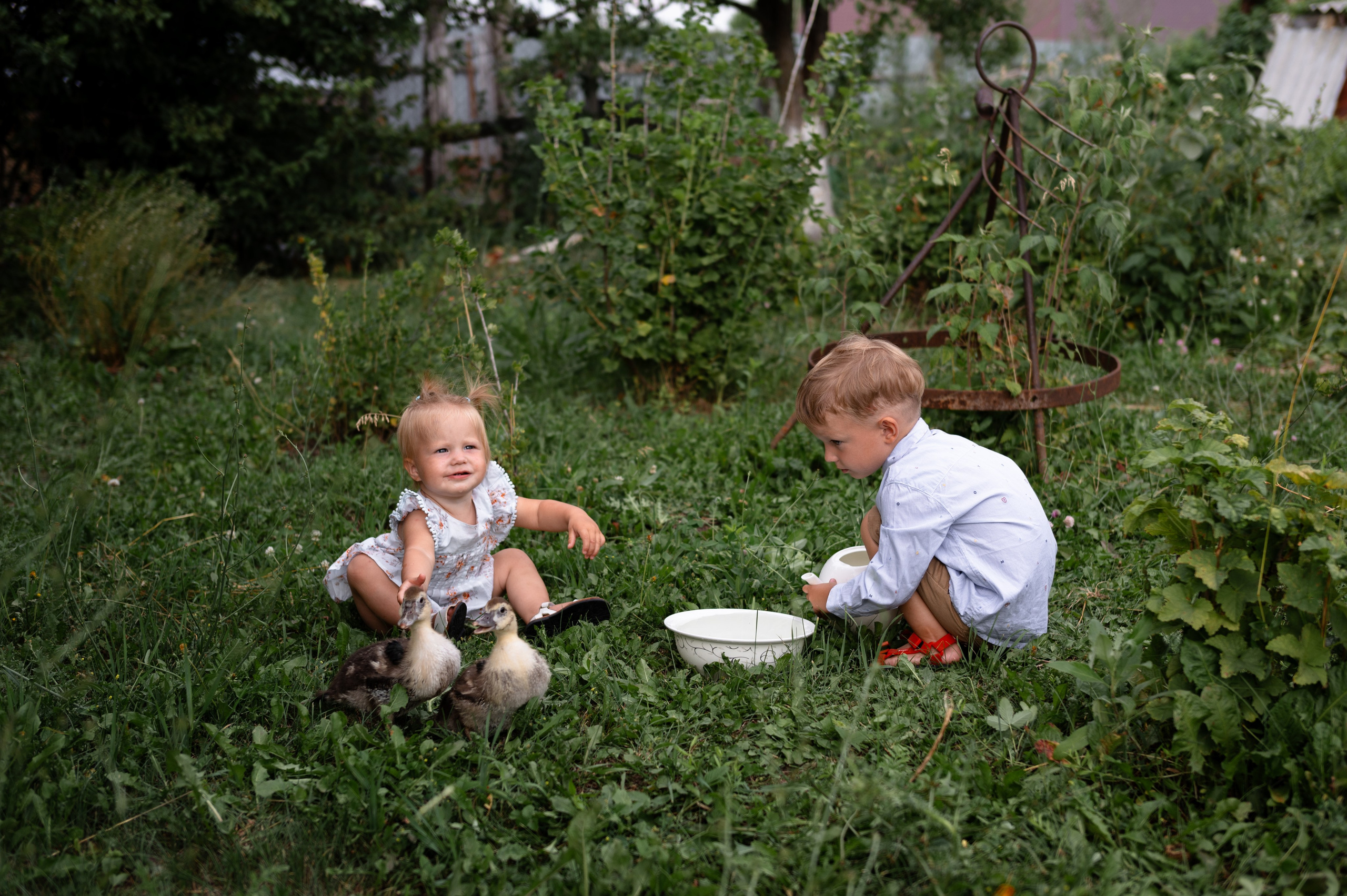 Ромашки и утята. Главная