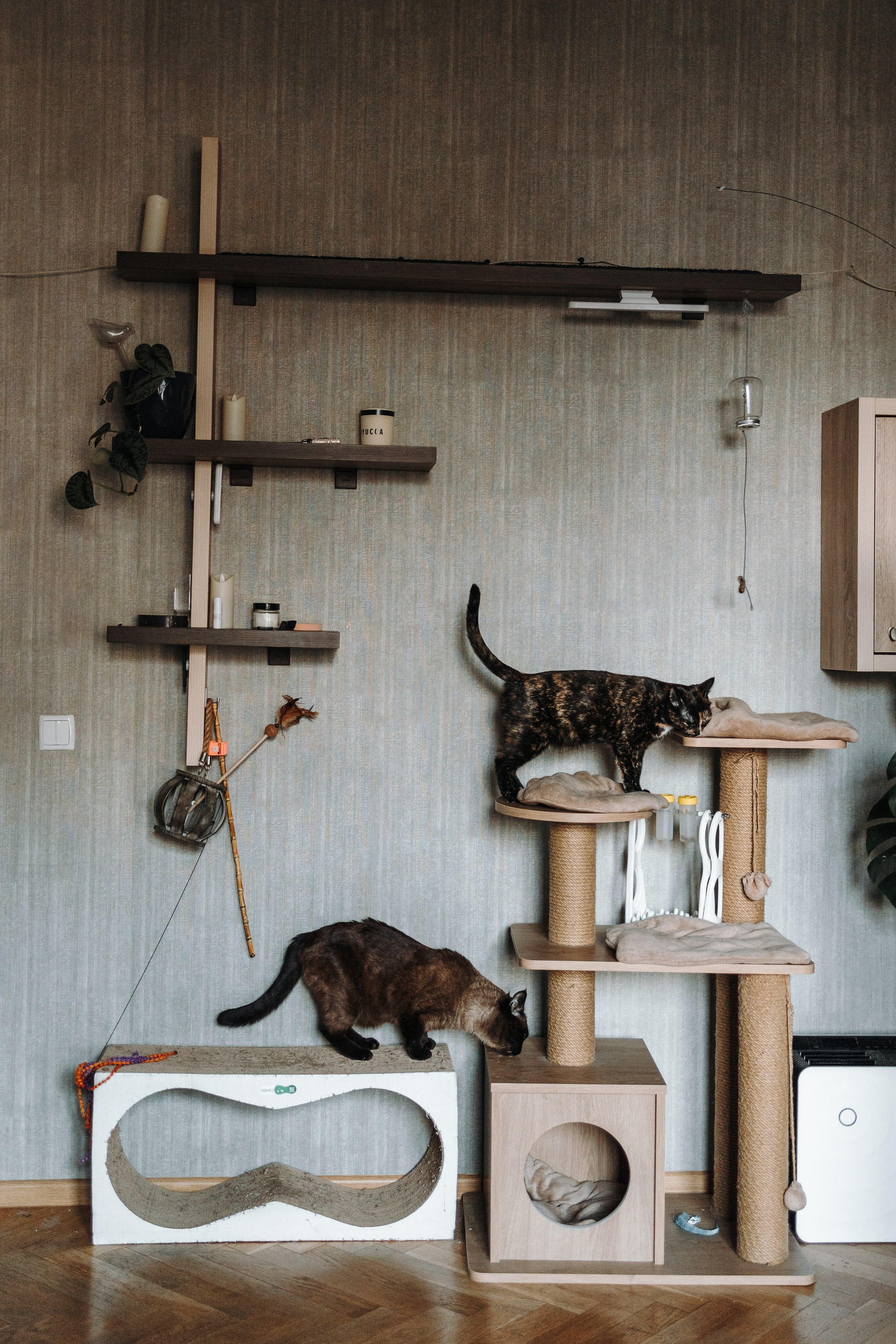 Саша и ее хвосты. Фотограф — Анималист | Санкт-Петербург