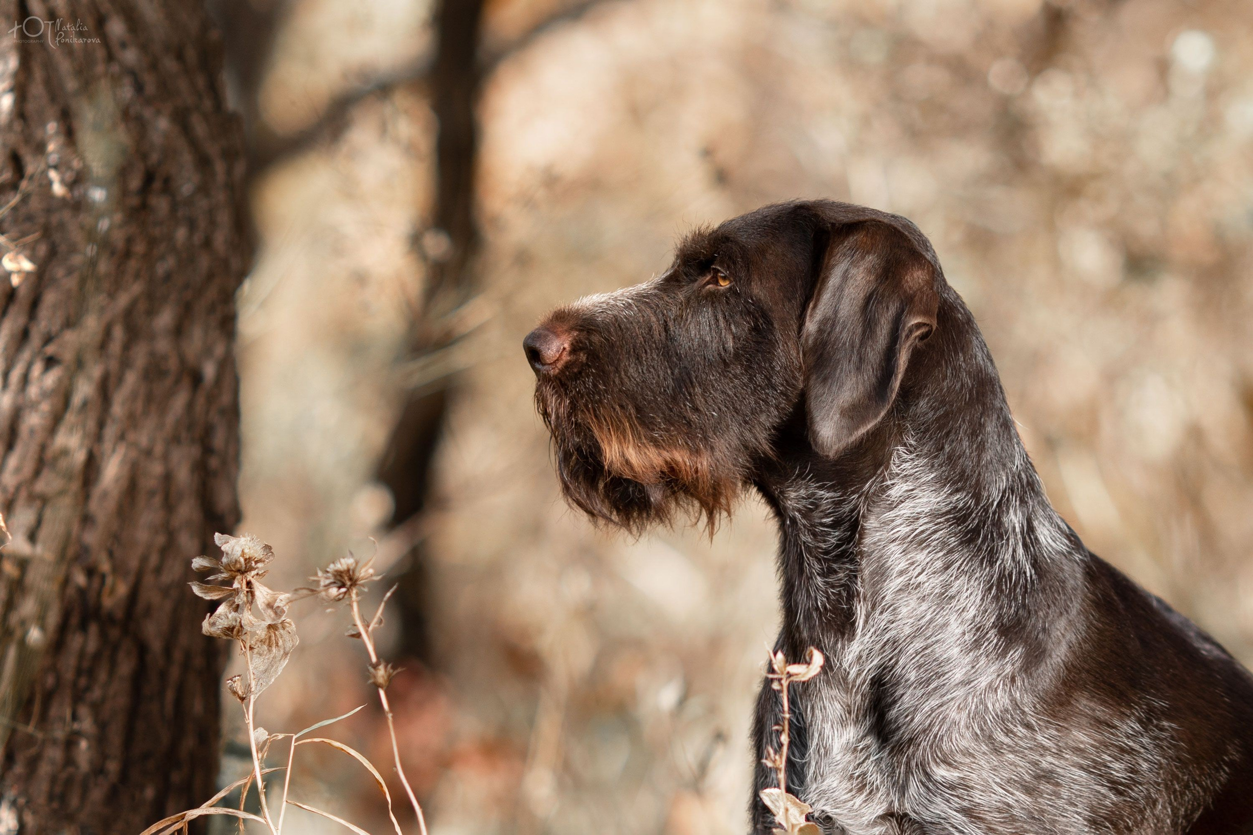 Обучение анималистической фотографии
