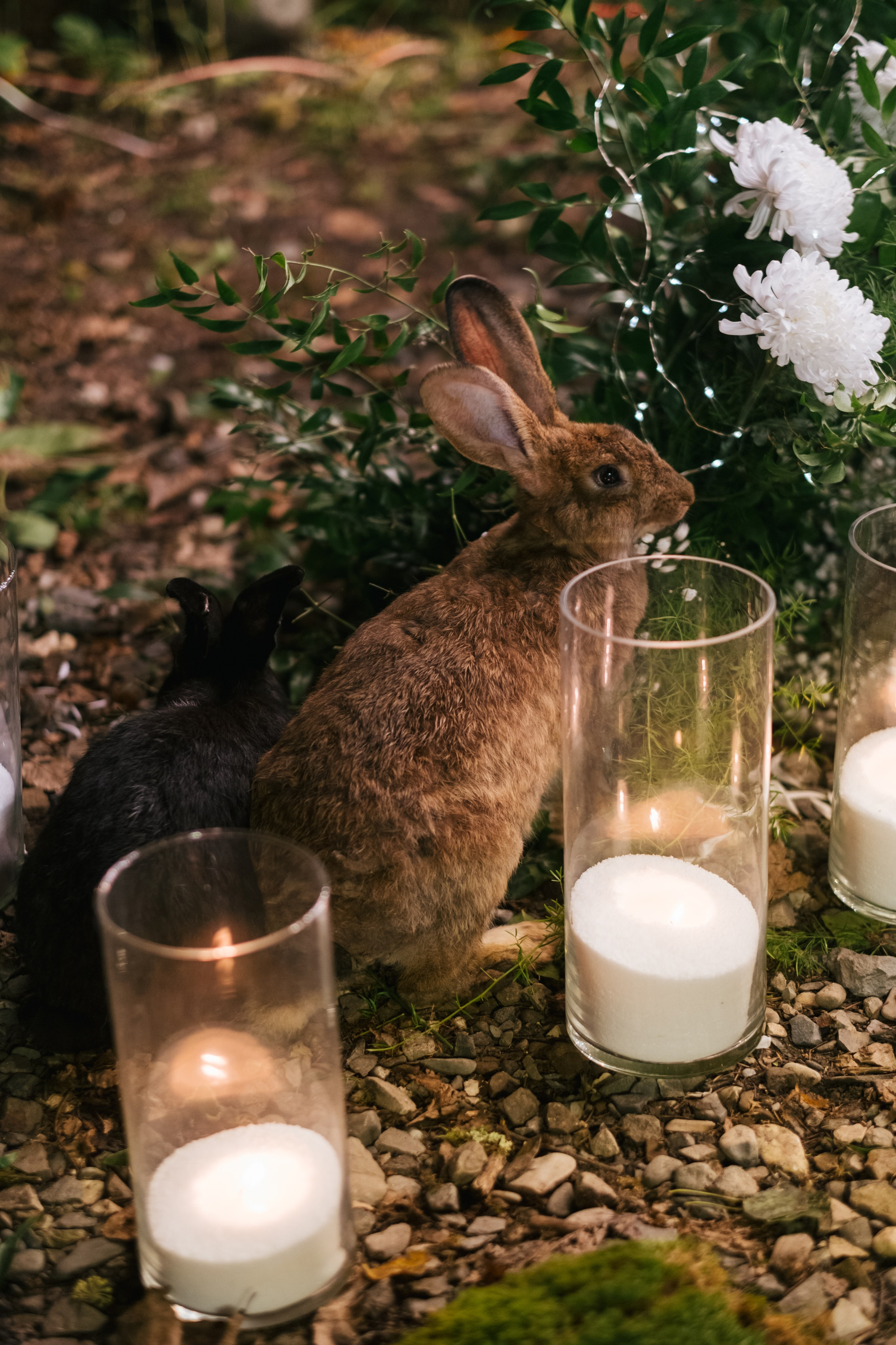Кот и Дракон. Свадебный Видеограф Фотограф в Сочи