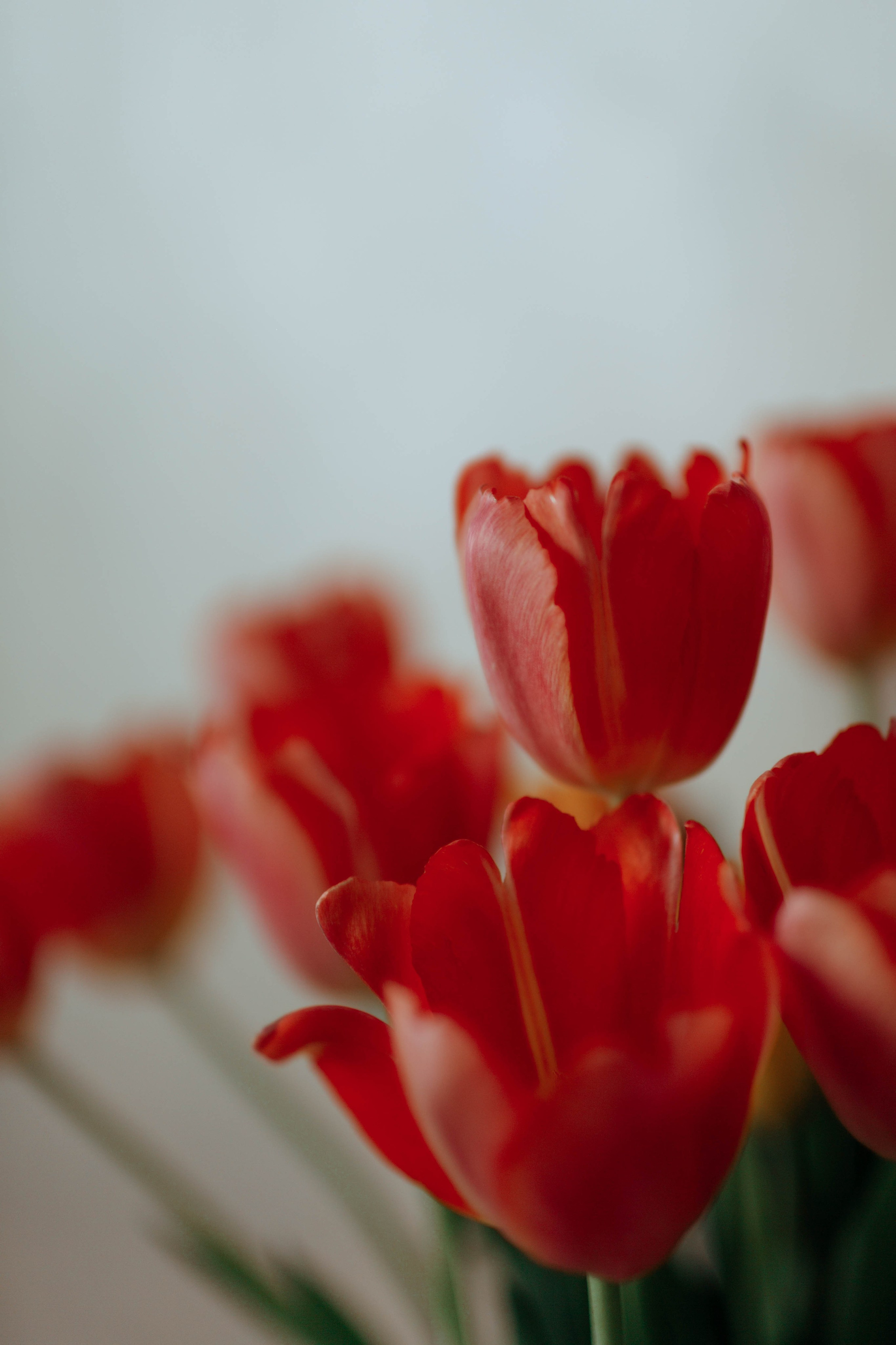 Tulips. Фотограф и видеограф Мария Банщикова, Солнечногорск, Москва