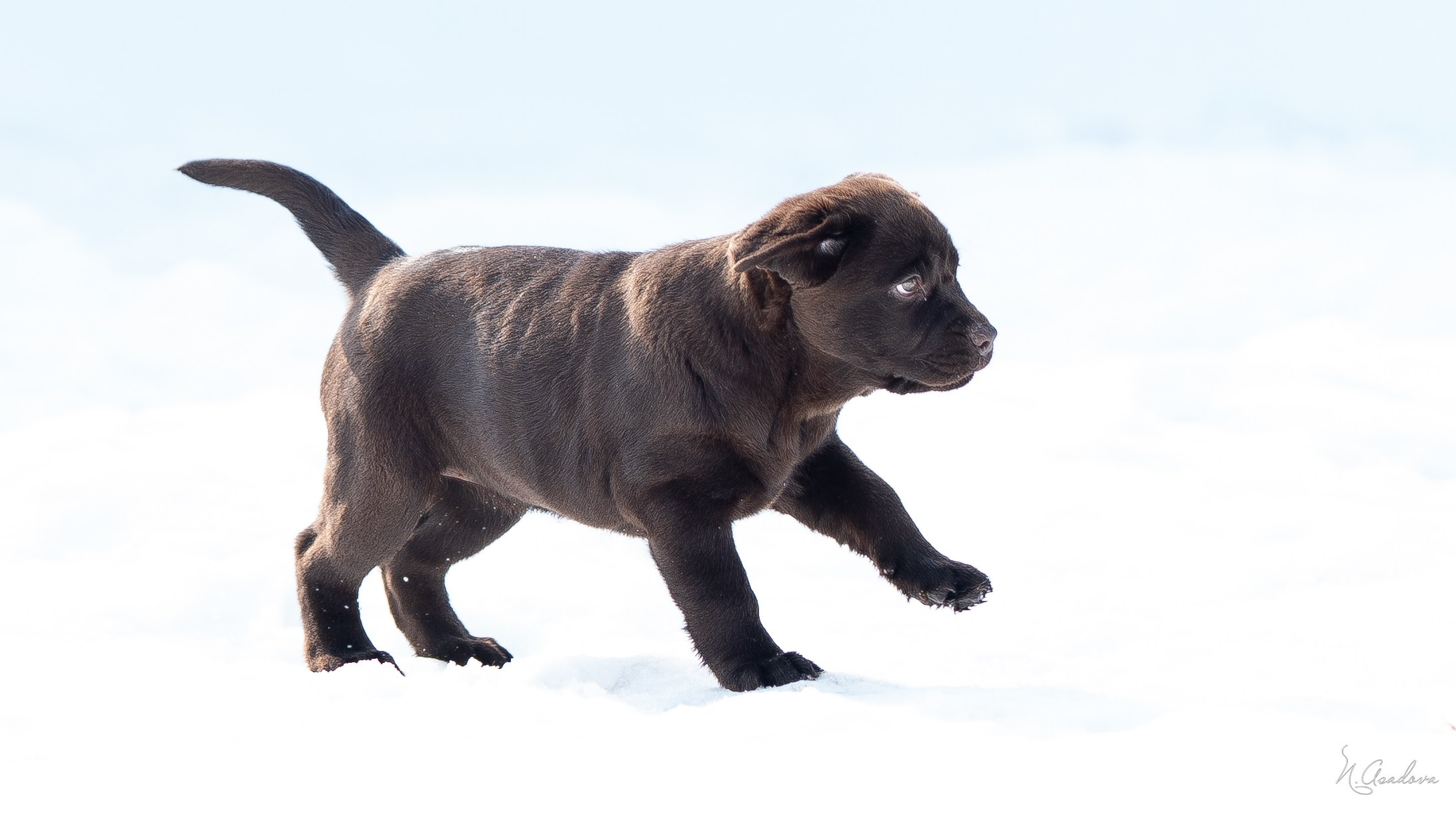 Лабрадор Тейла 2мес. Фотограф-анималист Асадова