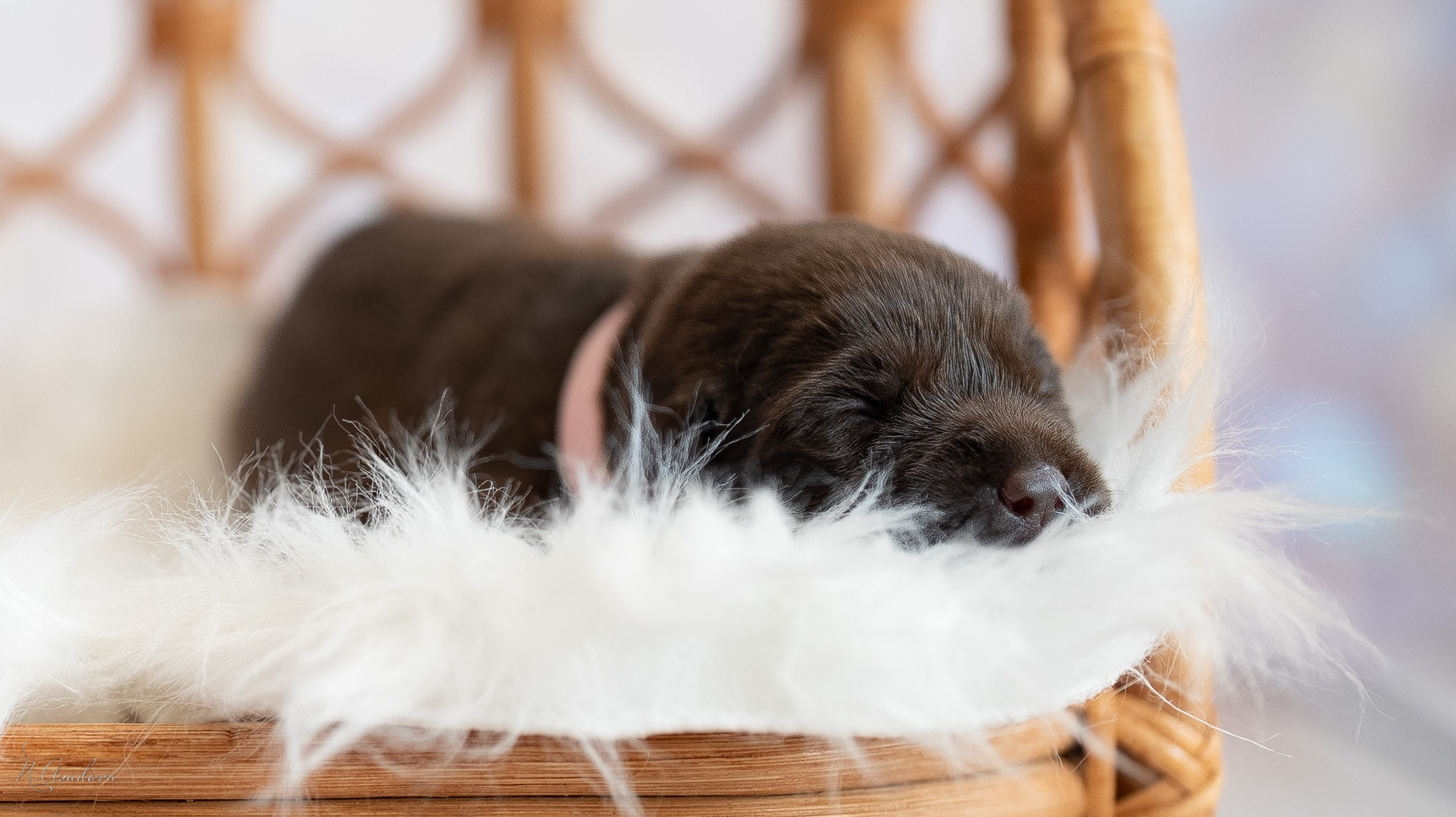 Новорожденные лабрадоры. Фотограф-анималист Асадова