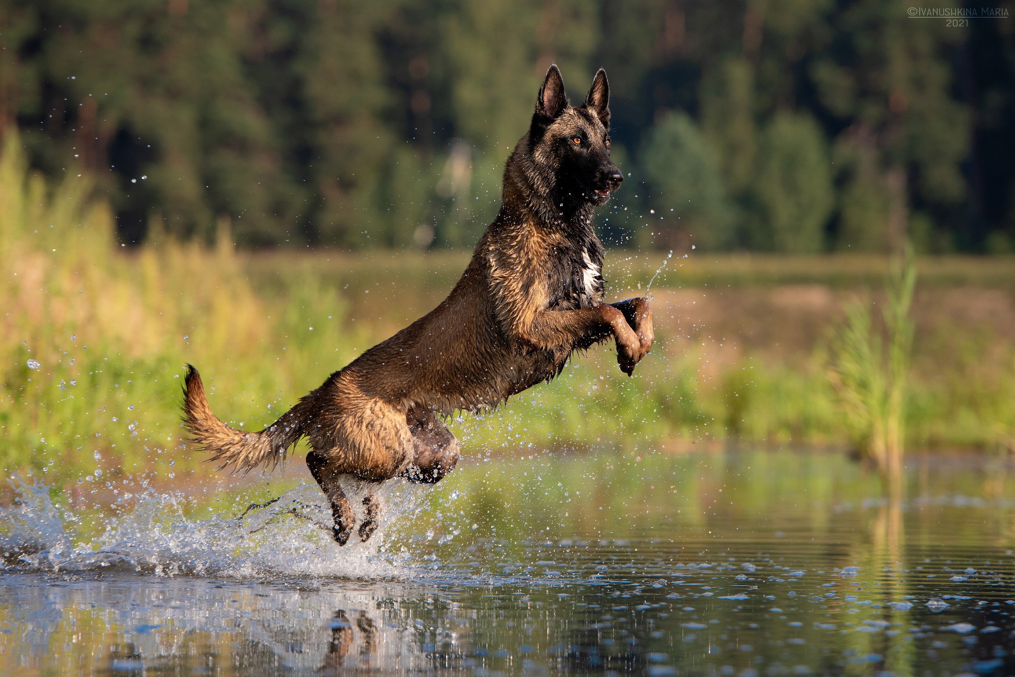 малинуа прыгает в воде