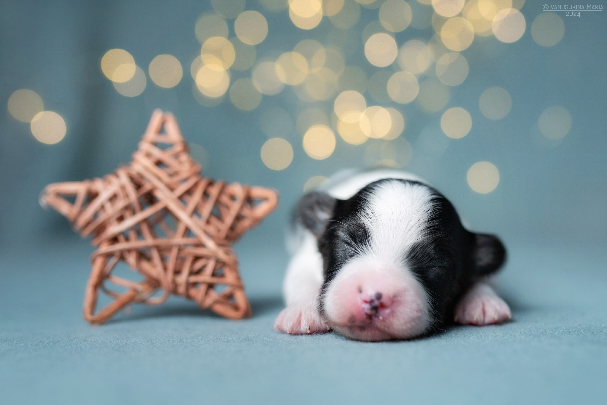 Ньюборн фотосессия щенков. Фотограф собак в Москве и Московской области Иванушкина Мария