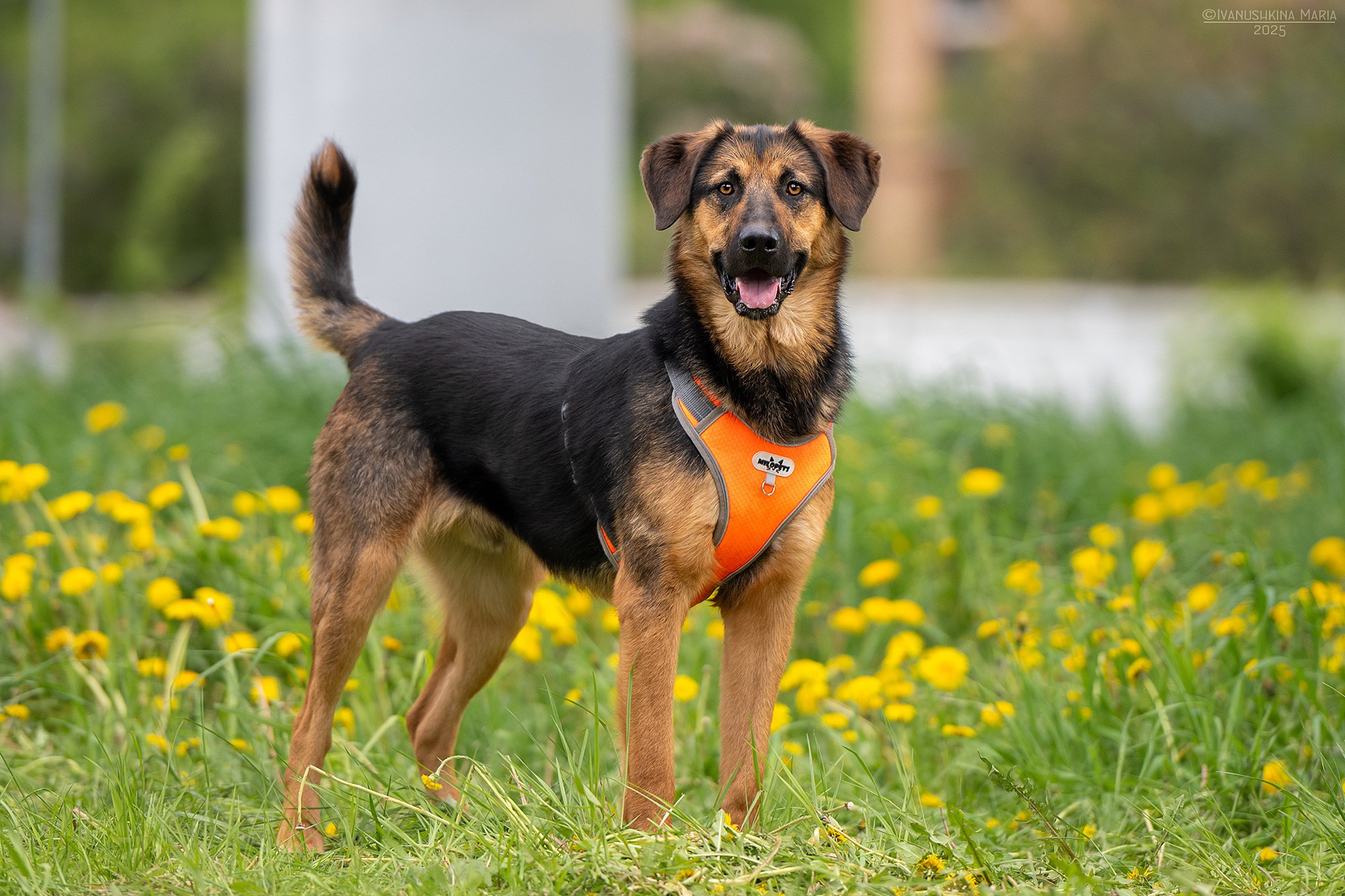 Пиарные фотосессии собак на пристройство. Фотограф собак в Москве и Московской области Иванушкина Мария