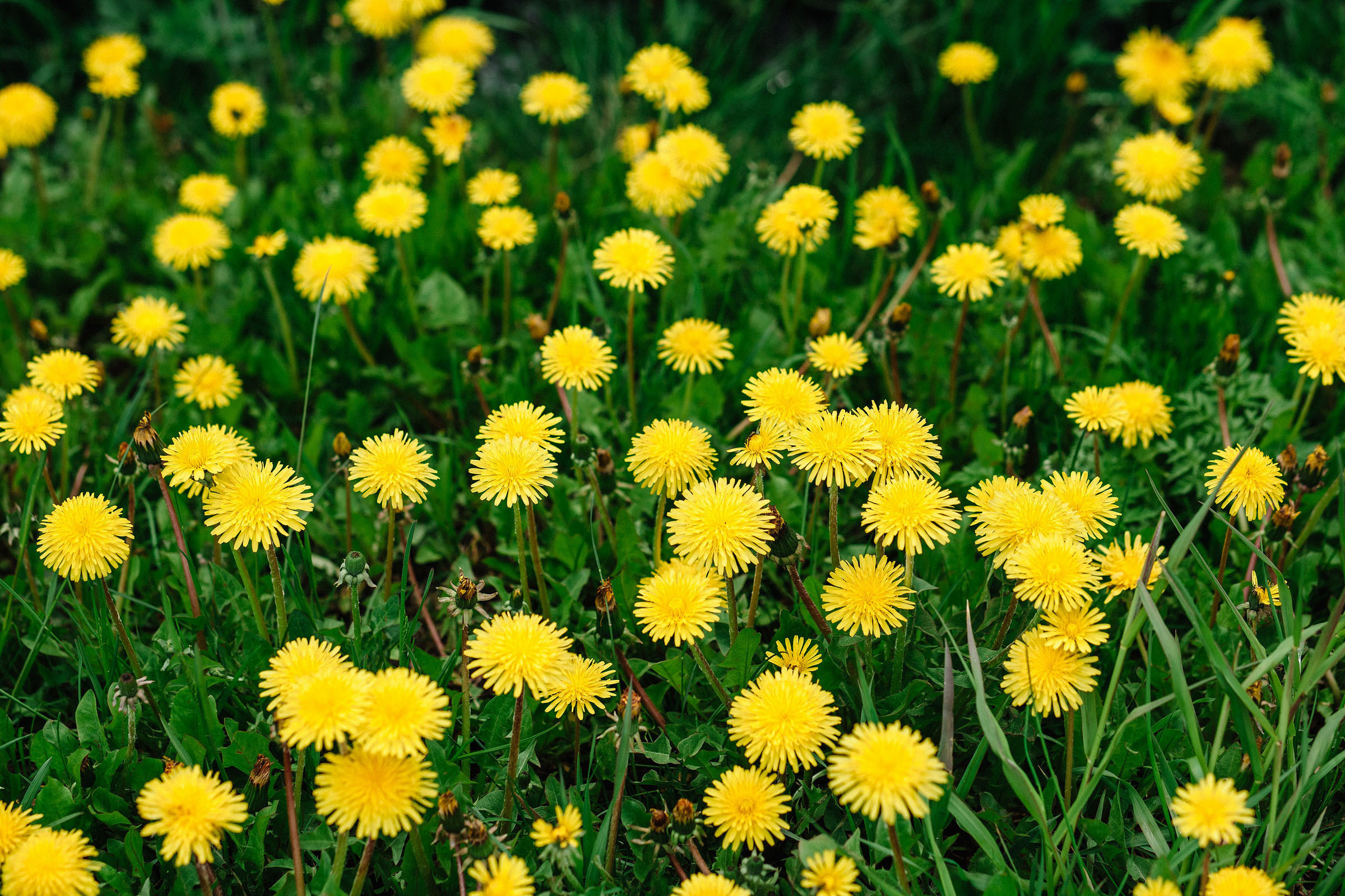 Крещение. Семейный и свадебный фотограф в Майкопе Михаил Мартиросян