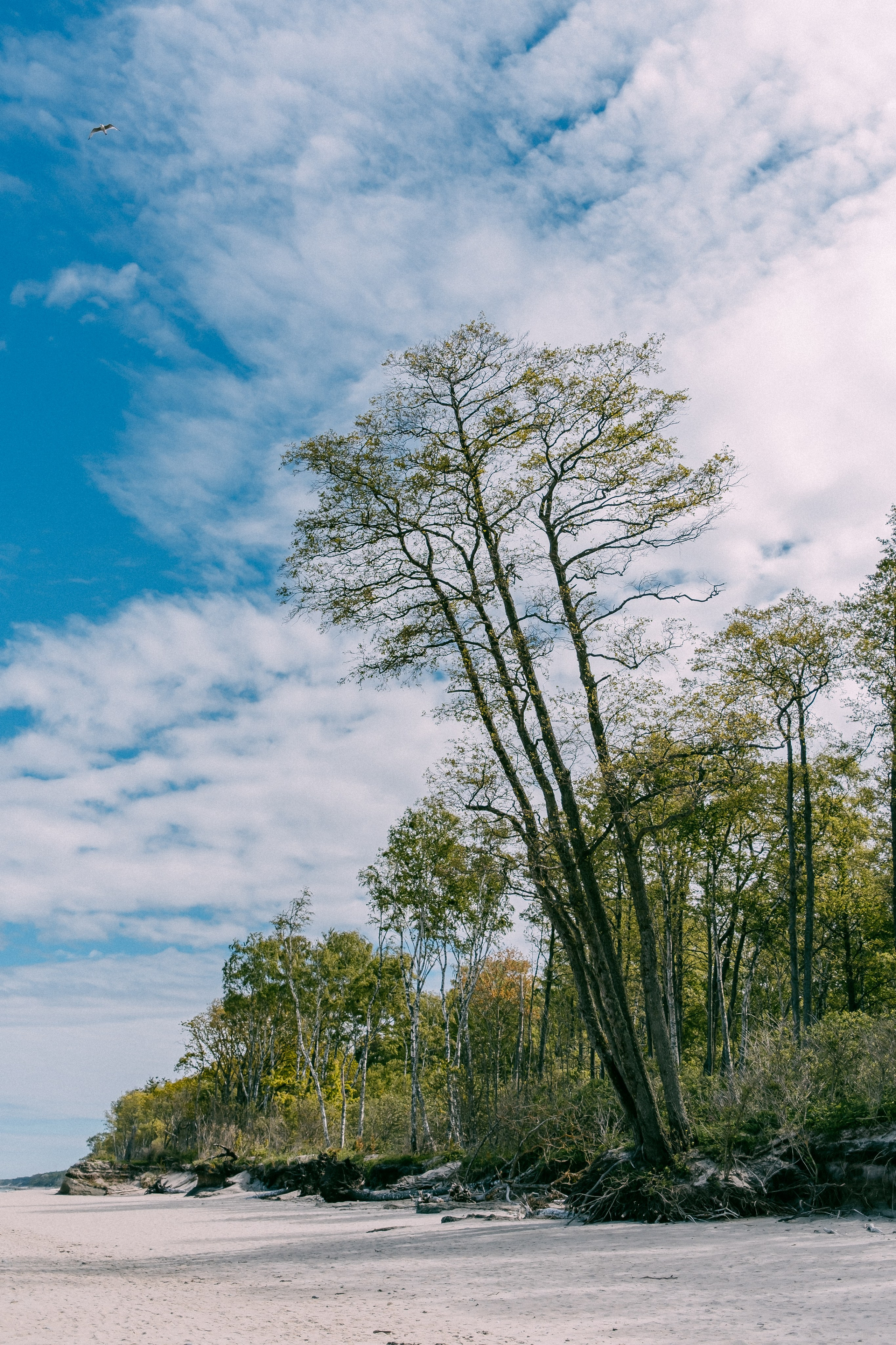 Зеленоградск. Аня Степанова
