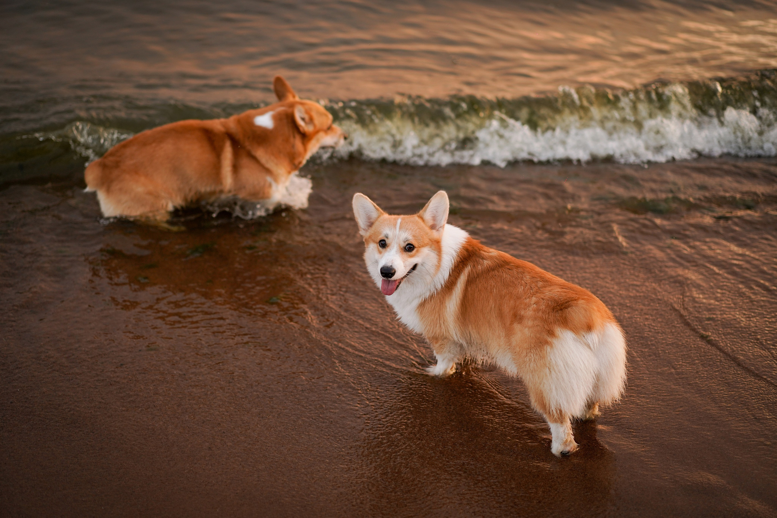Катя Алиса и коржики. Фотограф-анималист в Санкт-Петербурге Яна Мартынова