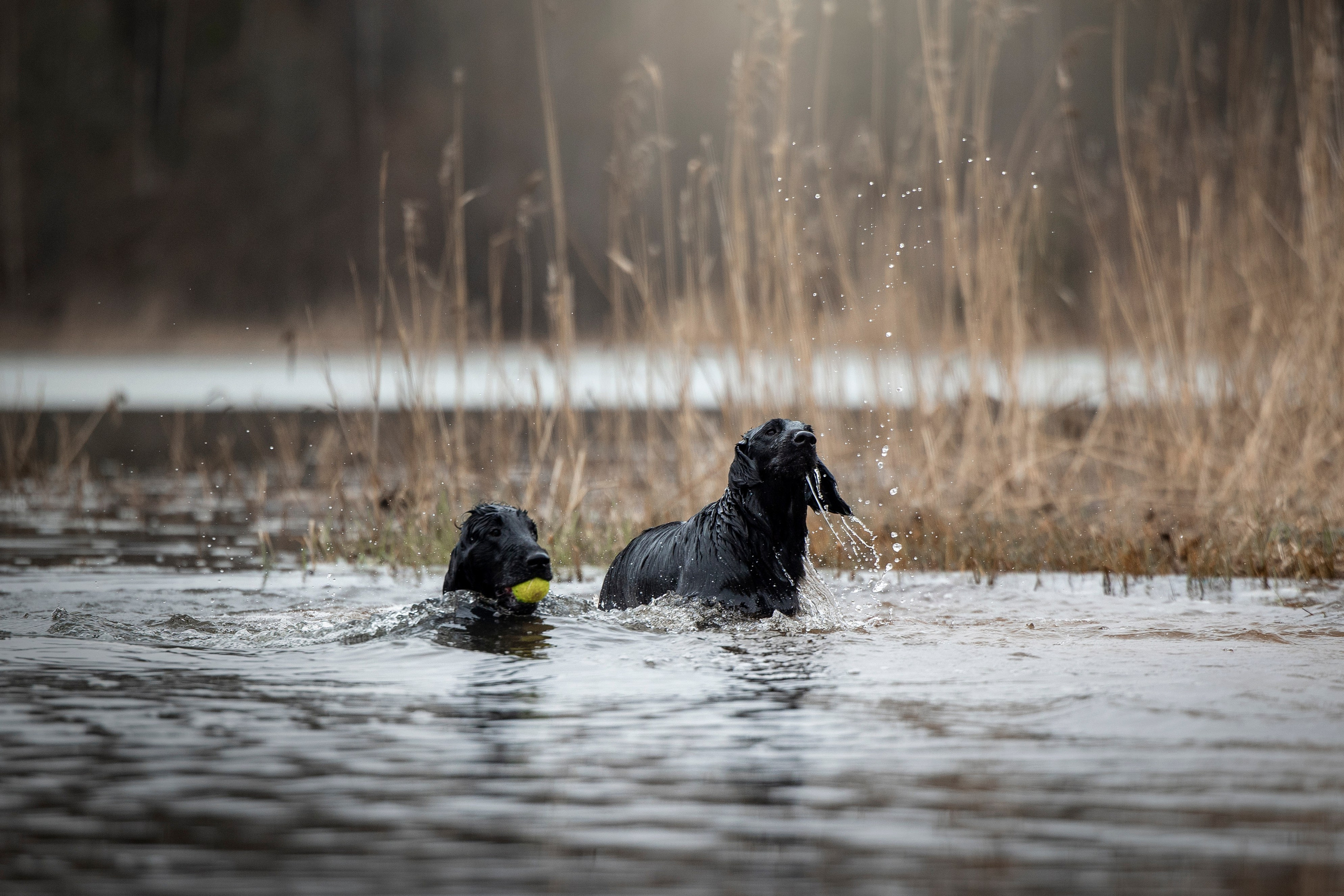 Ора, Ева, Рози и их семья. Фотограф — Анималист | Санкт-Петербург