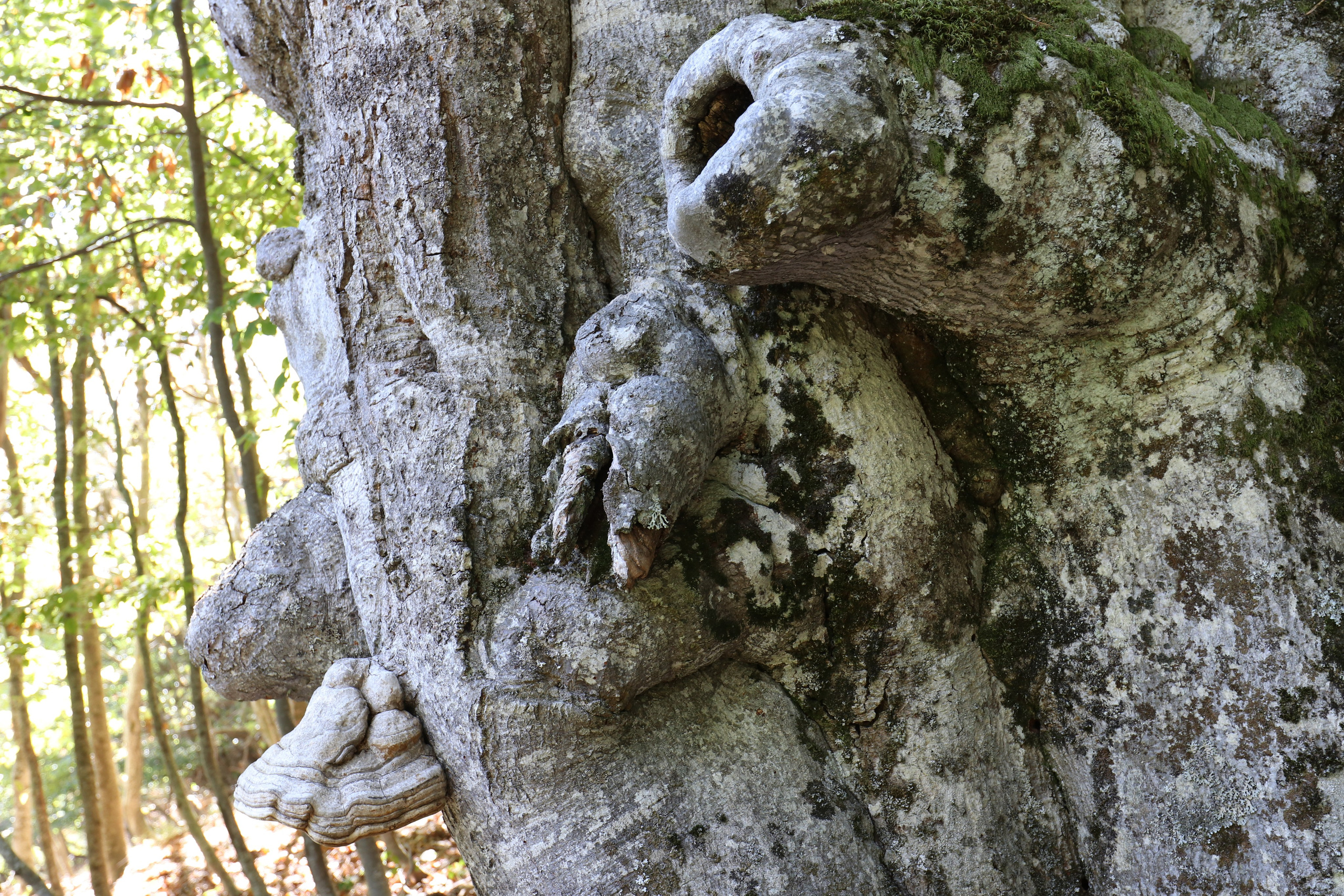 Крым. ЮБК (Фиолент, Ай-Петри, Роман-Кош). Знакомство. Октябрь 2017. Путешественник-фотограф из Санкт-Петербурга Татьяна Свистулина