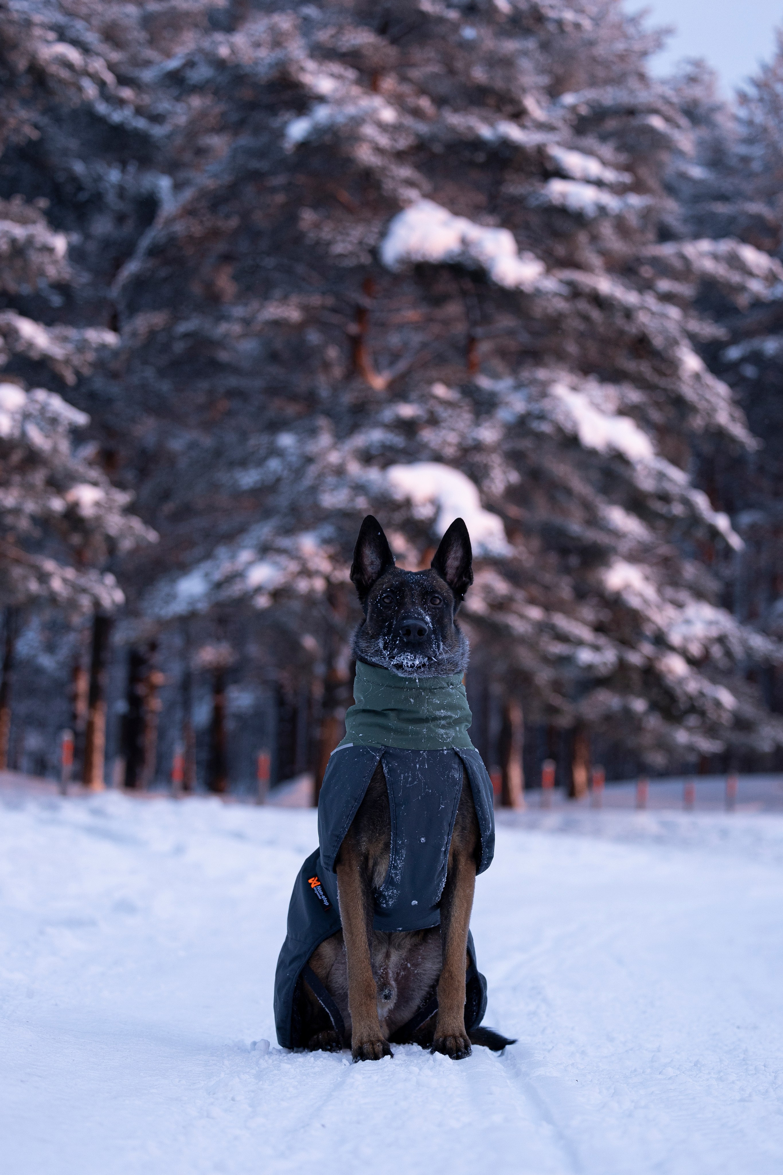 Суоранда. Фотограф-анималист Анна Маринич