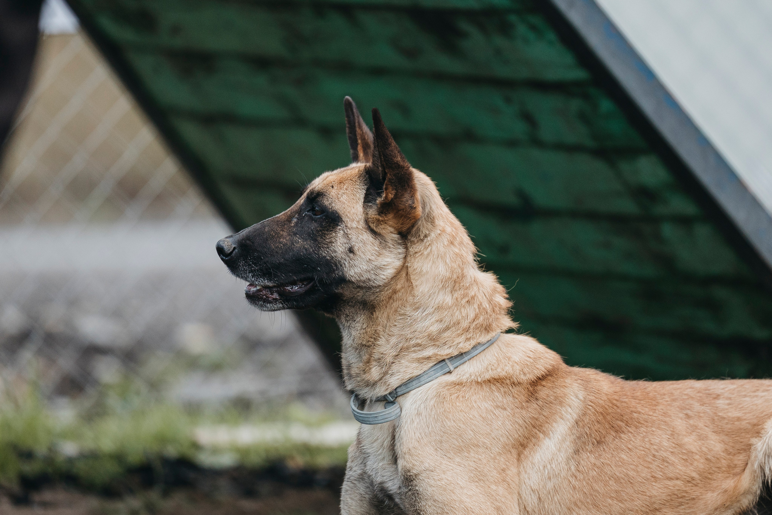 09.05.25 Вологда соревнования. Фотограф-анималист Анна Маринич