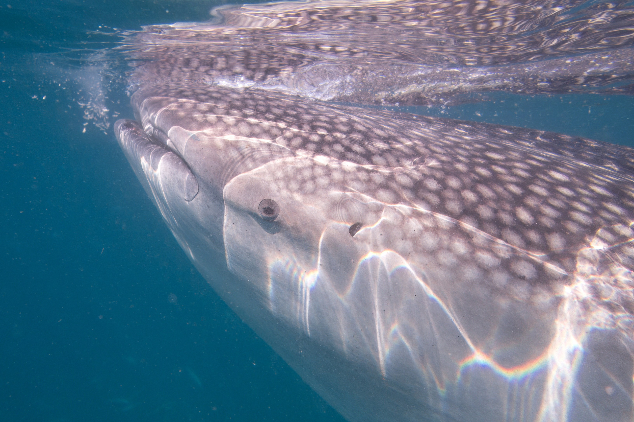 Рыбов показываю