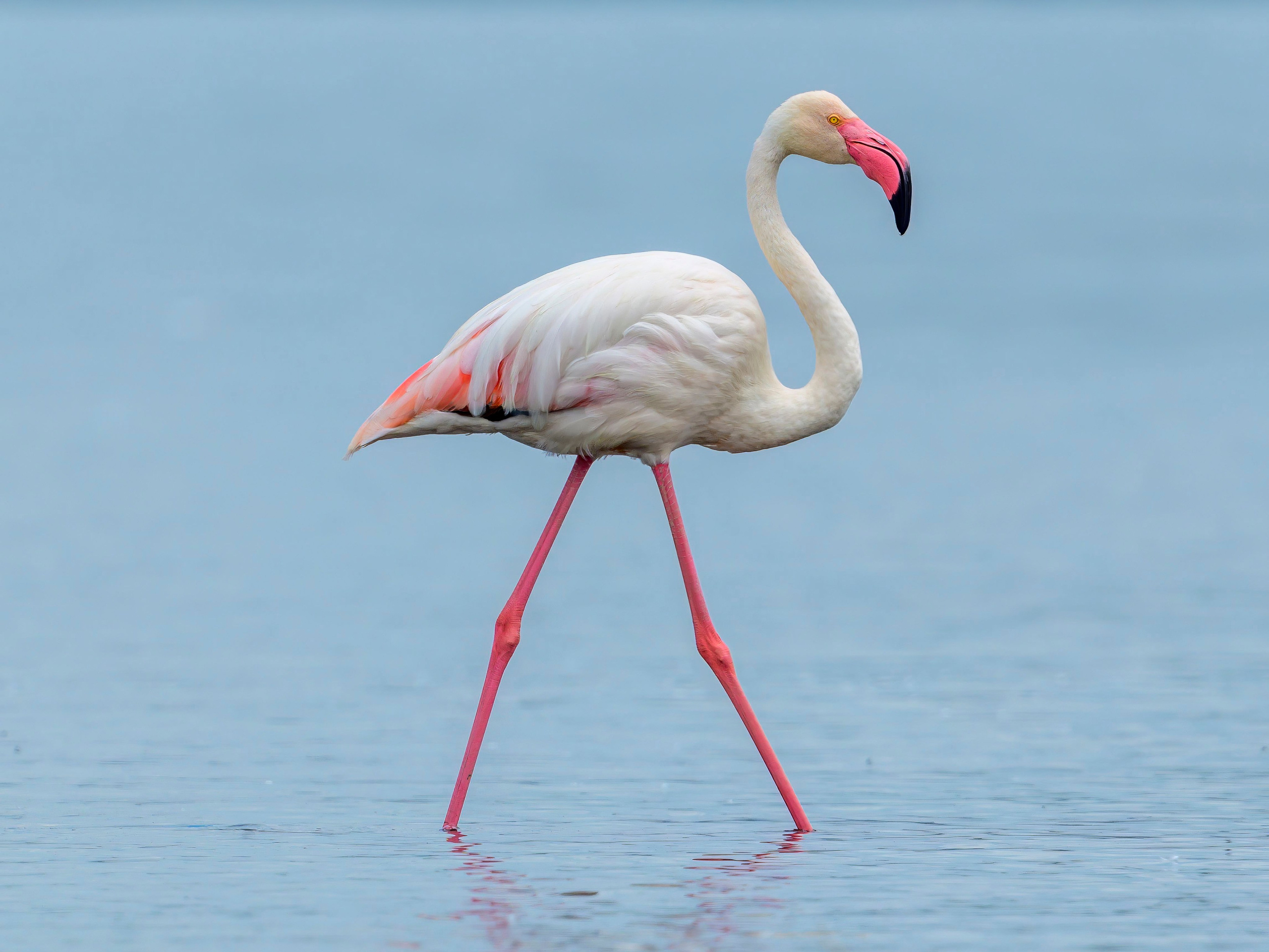 Кения. Wildlife photography by Sergey Puponin