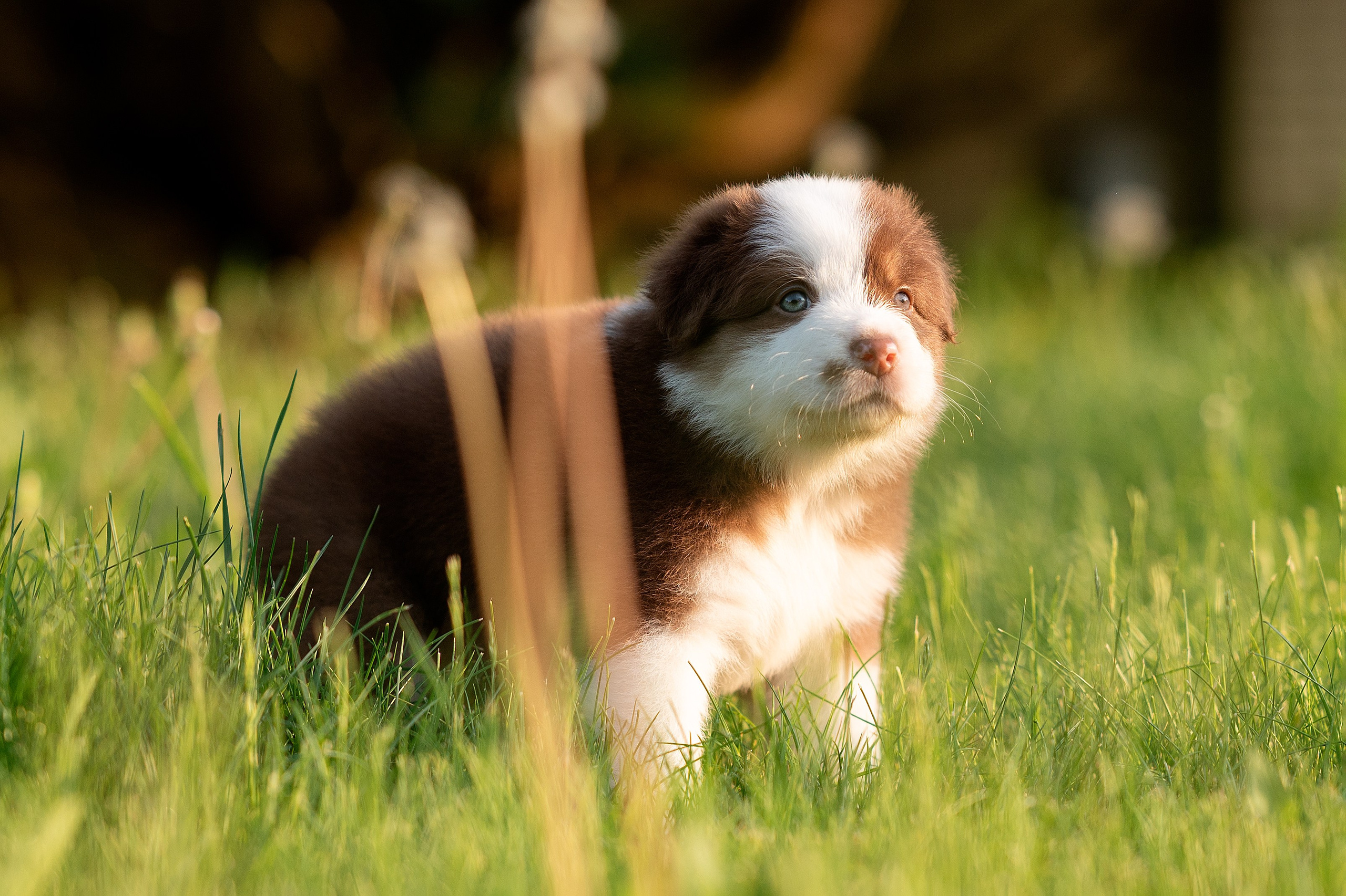 Заводчик Елизавета Степанова. Творческий фотограф Вологда