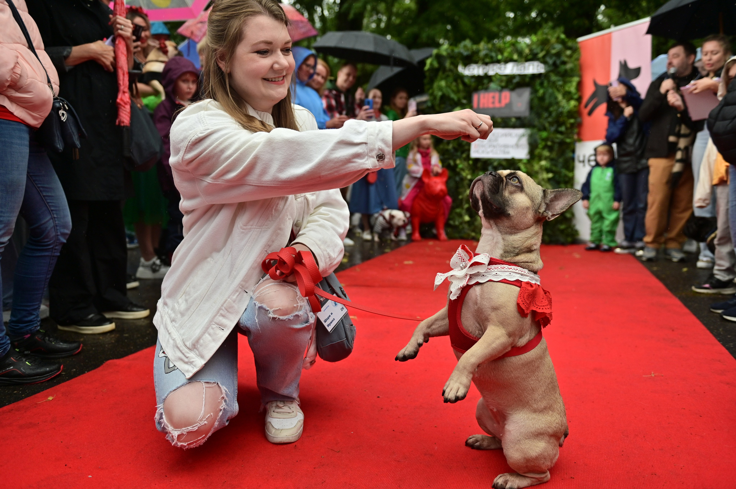 Парад французский бульдогов. Анна Пушина, фотограф, Москва, Королев, Пушкино