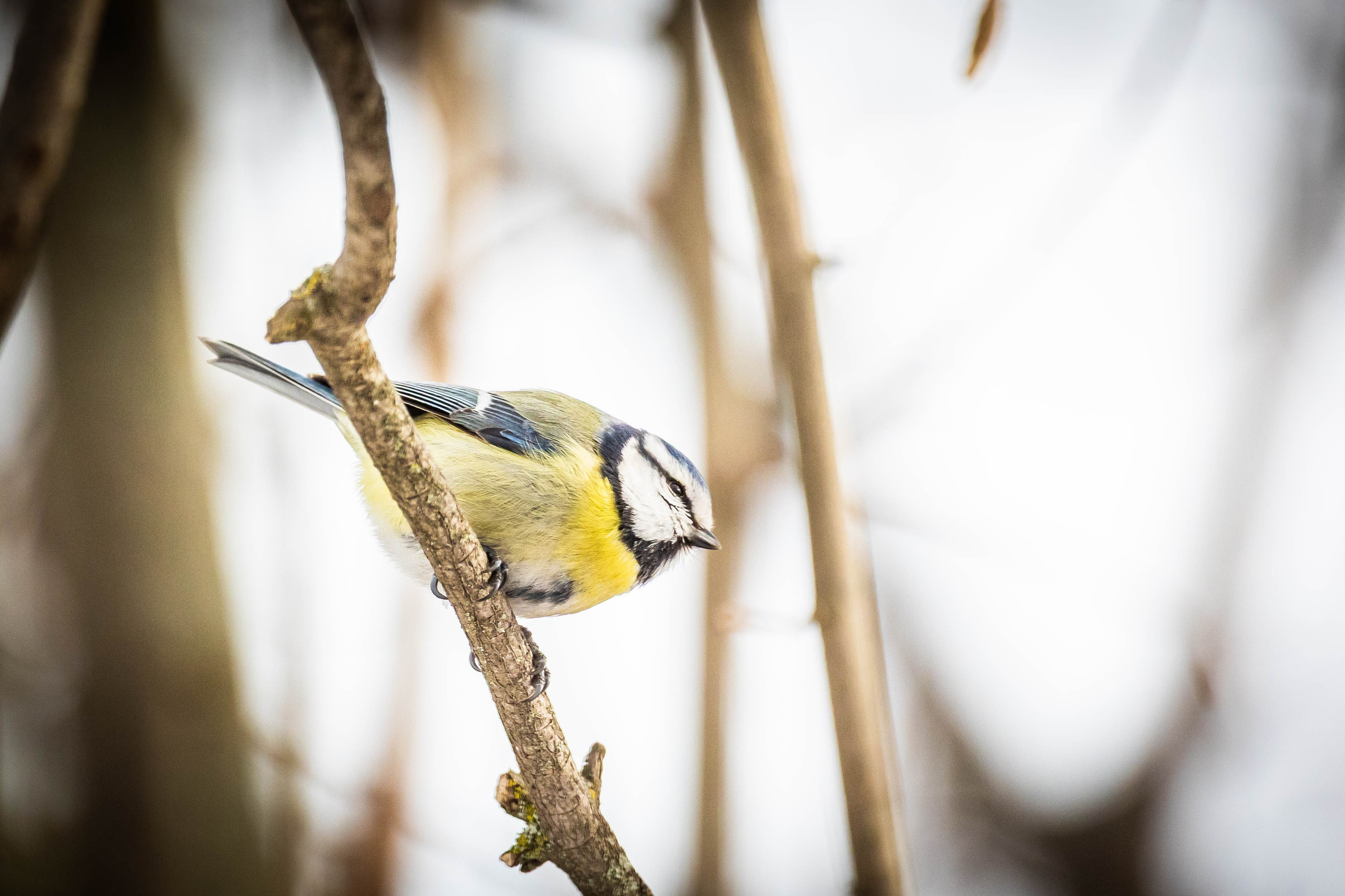 Дикий животный мир. Фотограф-АниМалист Анна Абрамова