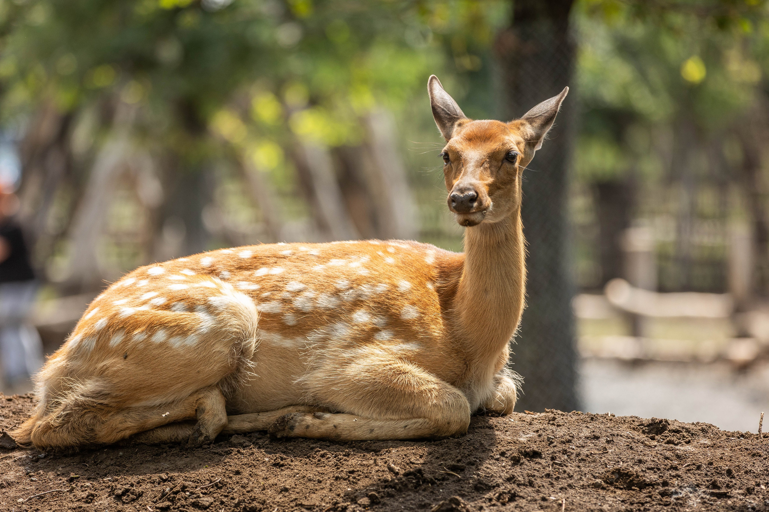 Зоопарк Малинки. Фотограф-АниМалист Анна Абрамова