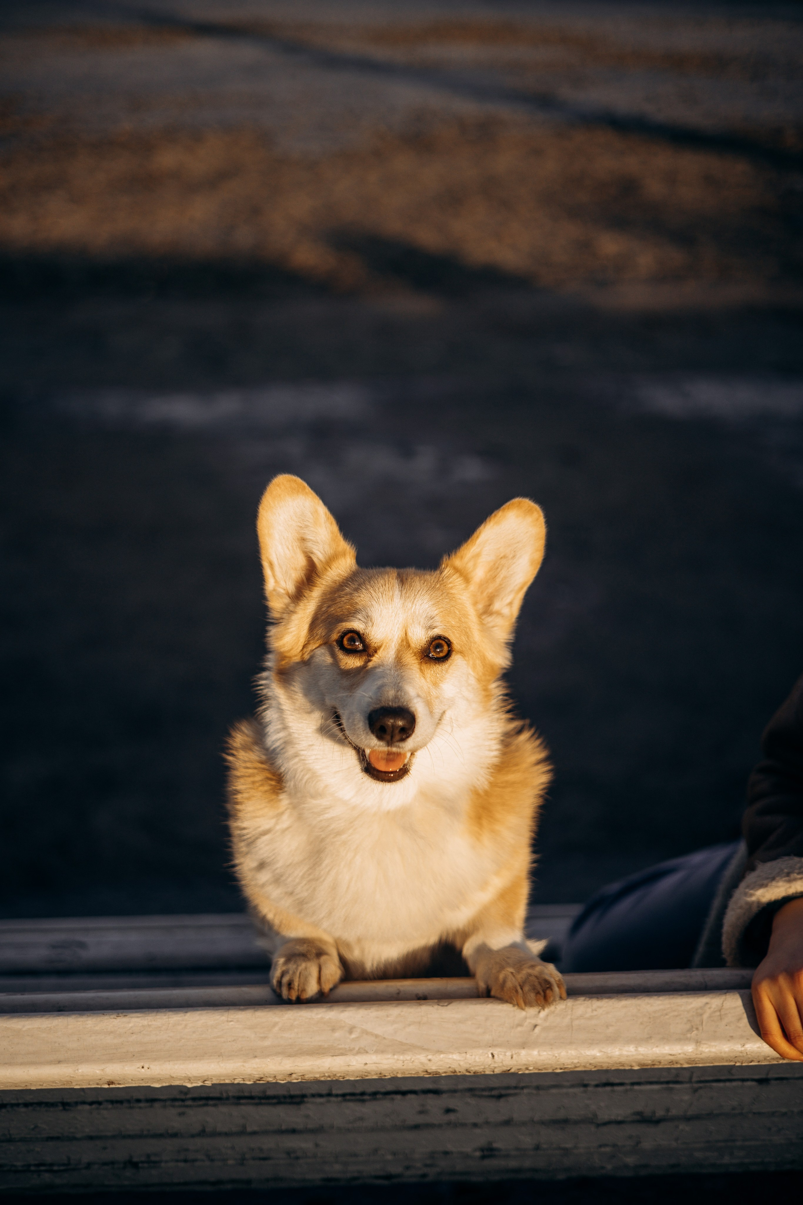 Настя и Ева. Фотограф — Анималист | Санкт-Петербург