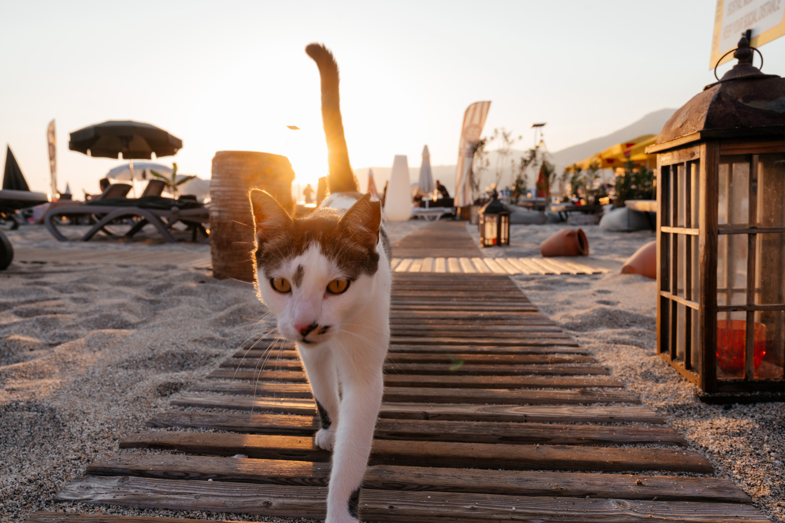 Julia. Photo & Video production, in Bishkek, Kyrgyzstan