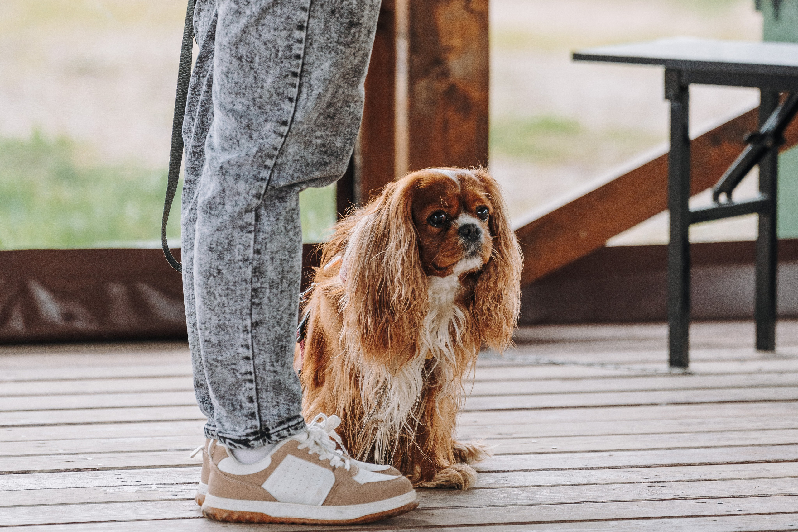 Соревнования по ноузворку в Лосево. Фотограф анималист в Спб недорого Олеся Майорова