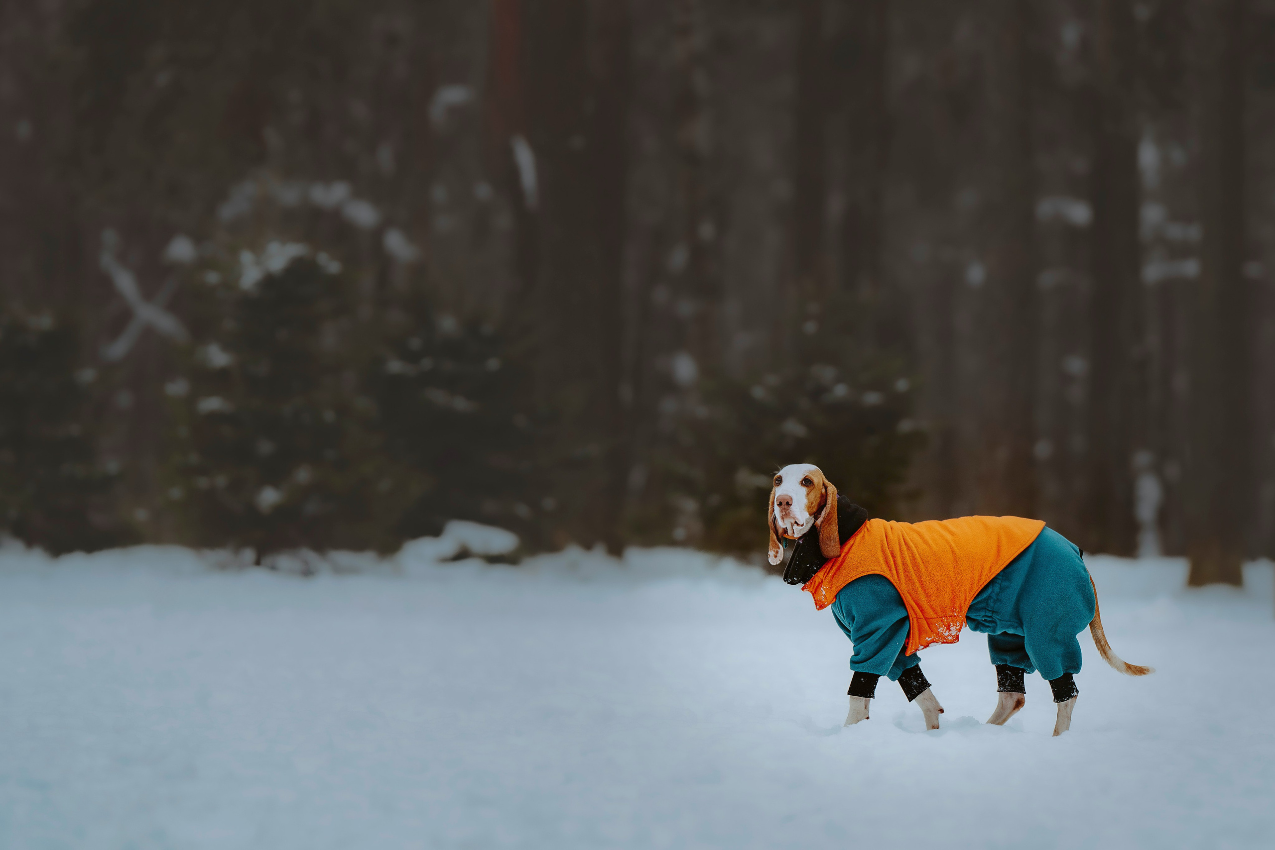 Ольга, Рора и Румпель. Фотограф анималист в Спб недорого Олеся Майорова