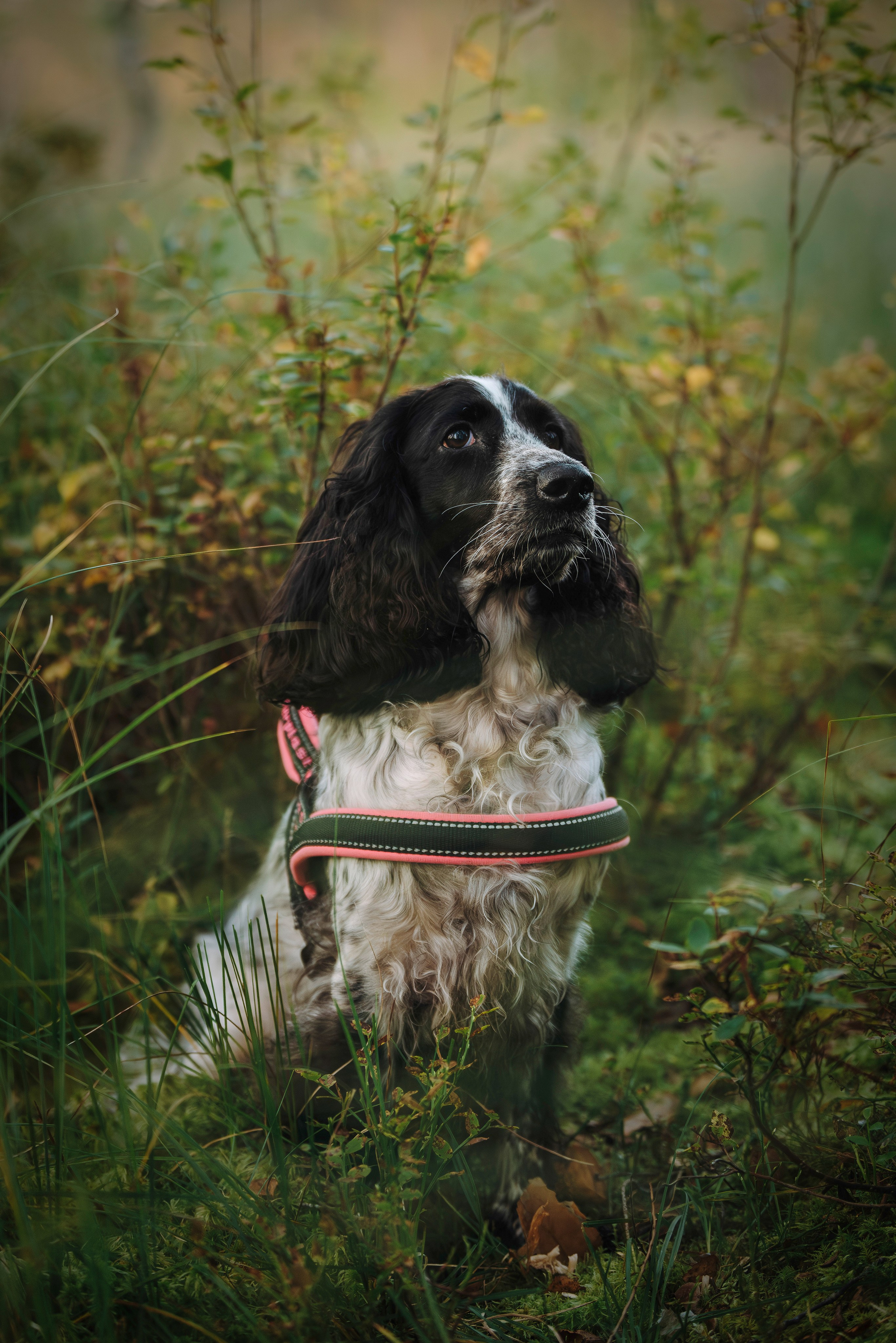 Аня и Тея. Фотограф анималист в Спб недорого Олеся Майорова