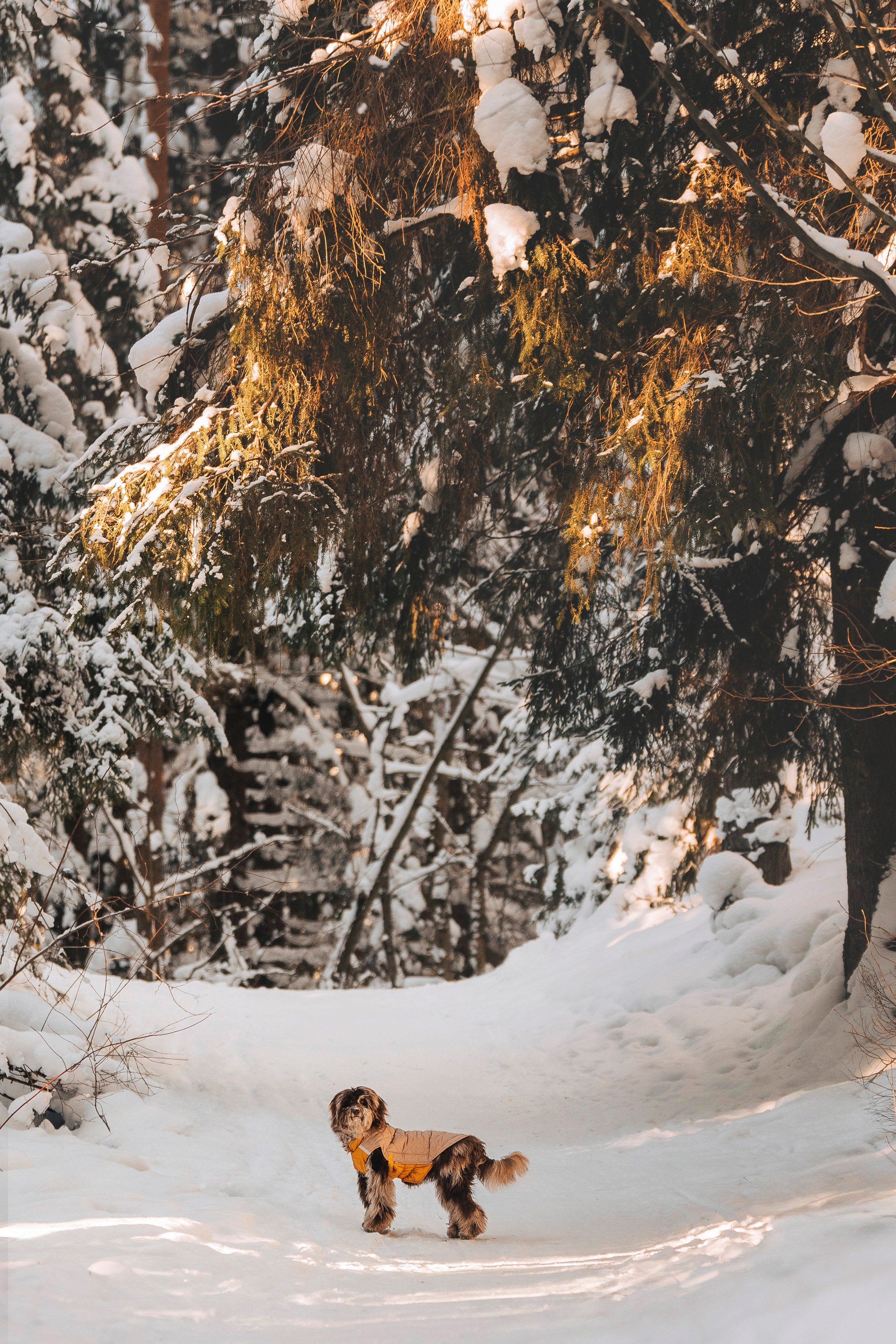 Хэйзел и её семья. Фотограф анималист в Спб недорого Олеся Майорова