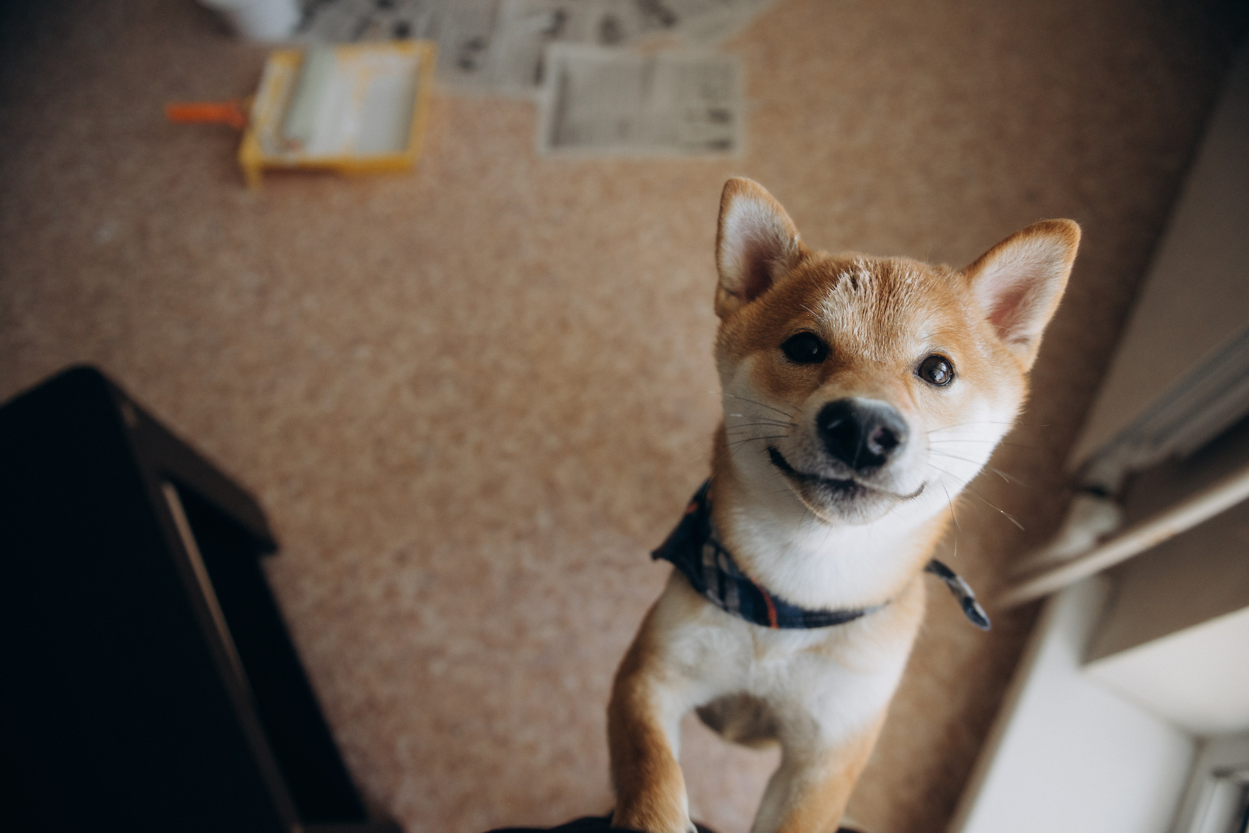 Ремонтники: Тася и Сиба. Ирина Метелица фотограф на Шикотане