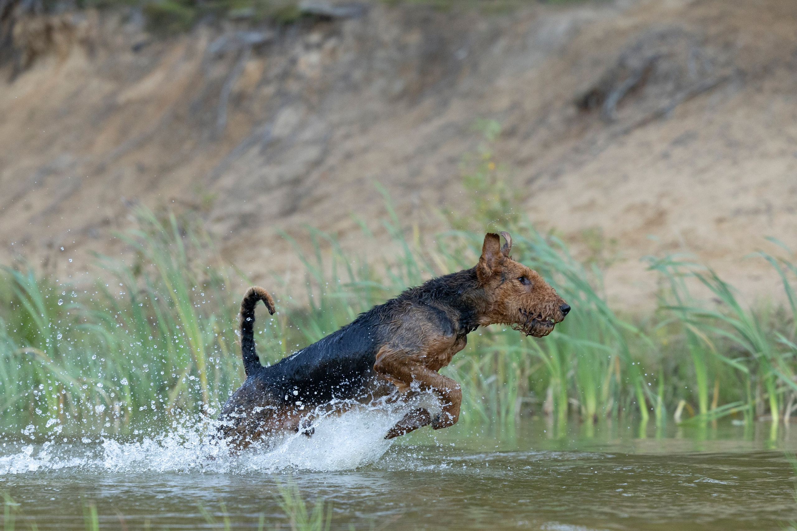 Харди. Фотограф-анималист Анна Маринич