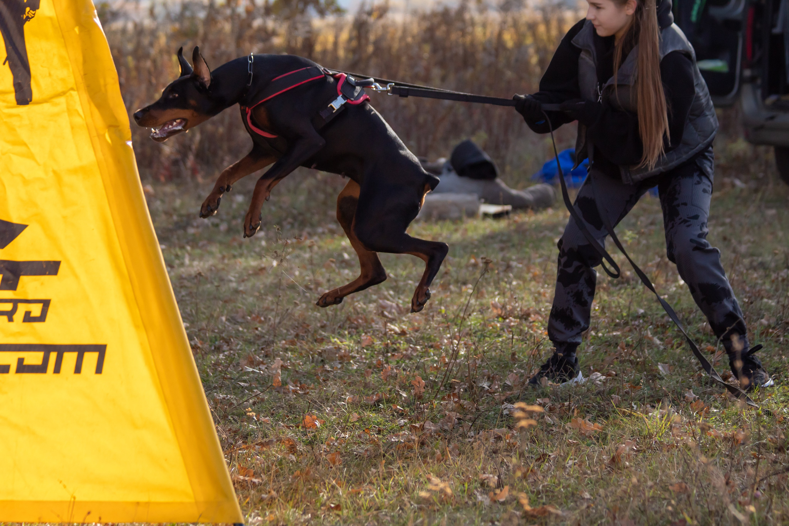 Тренинг защитного раздела. Фотограф анималист — Тула, Москва